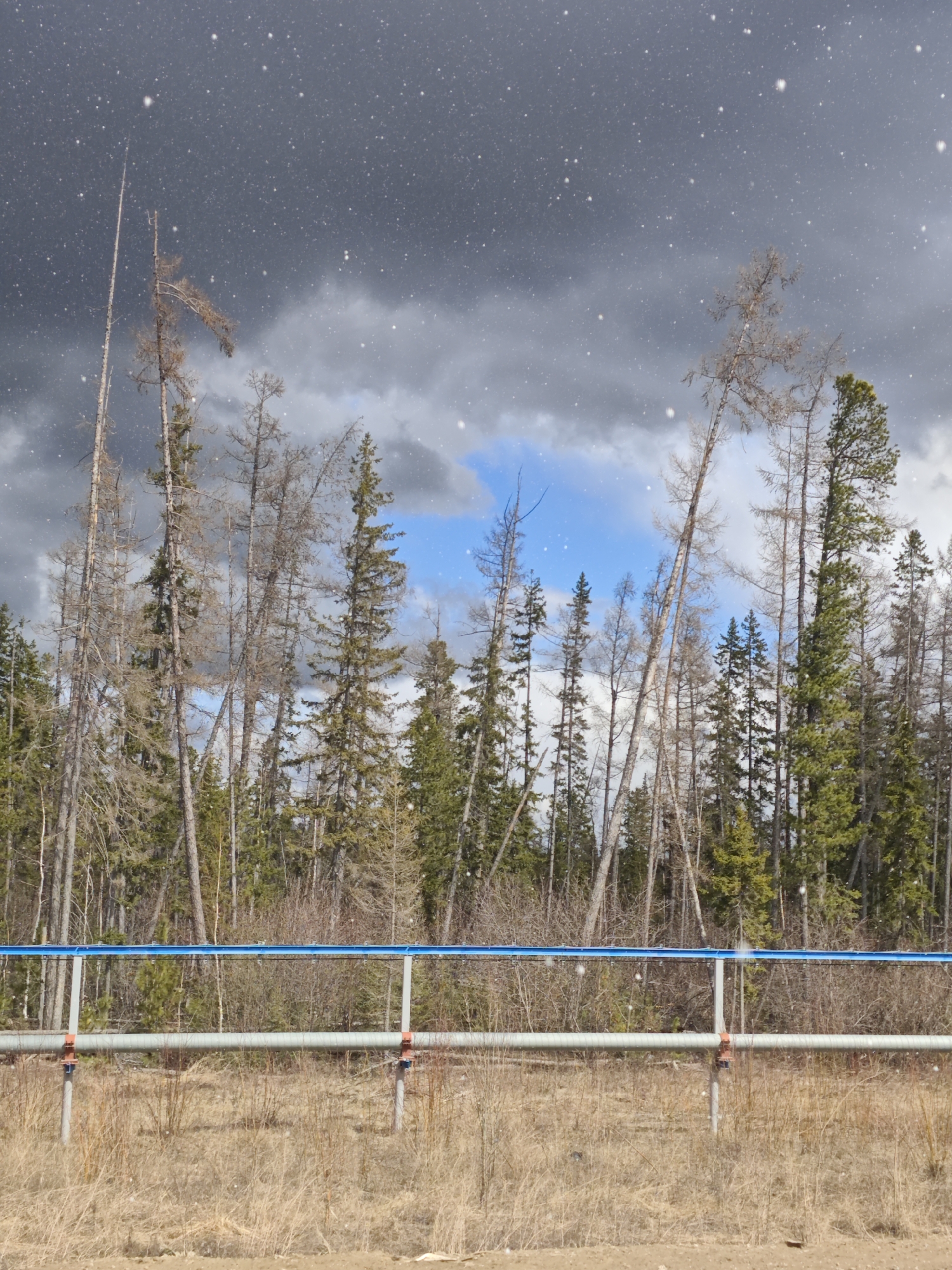 The image depicts a cold, snowy landscape in an unspecified location in Russia, possibly near a forest. In the foreground is a metal pipeline supported by posts, traversing a field of dry, brown grass and low brush. Beyond the pipeline, a dense forest composed of both coniferous and deciduous trees rises. Some of the deciduous trees appear dead or bare. The sky is overcast with dark, heavy clouds, and snow is falling. A small patch of blue sky is visible through the trees. The image suggests a remote, possibly industrial, area during winter. No people or animals are present in the scene.