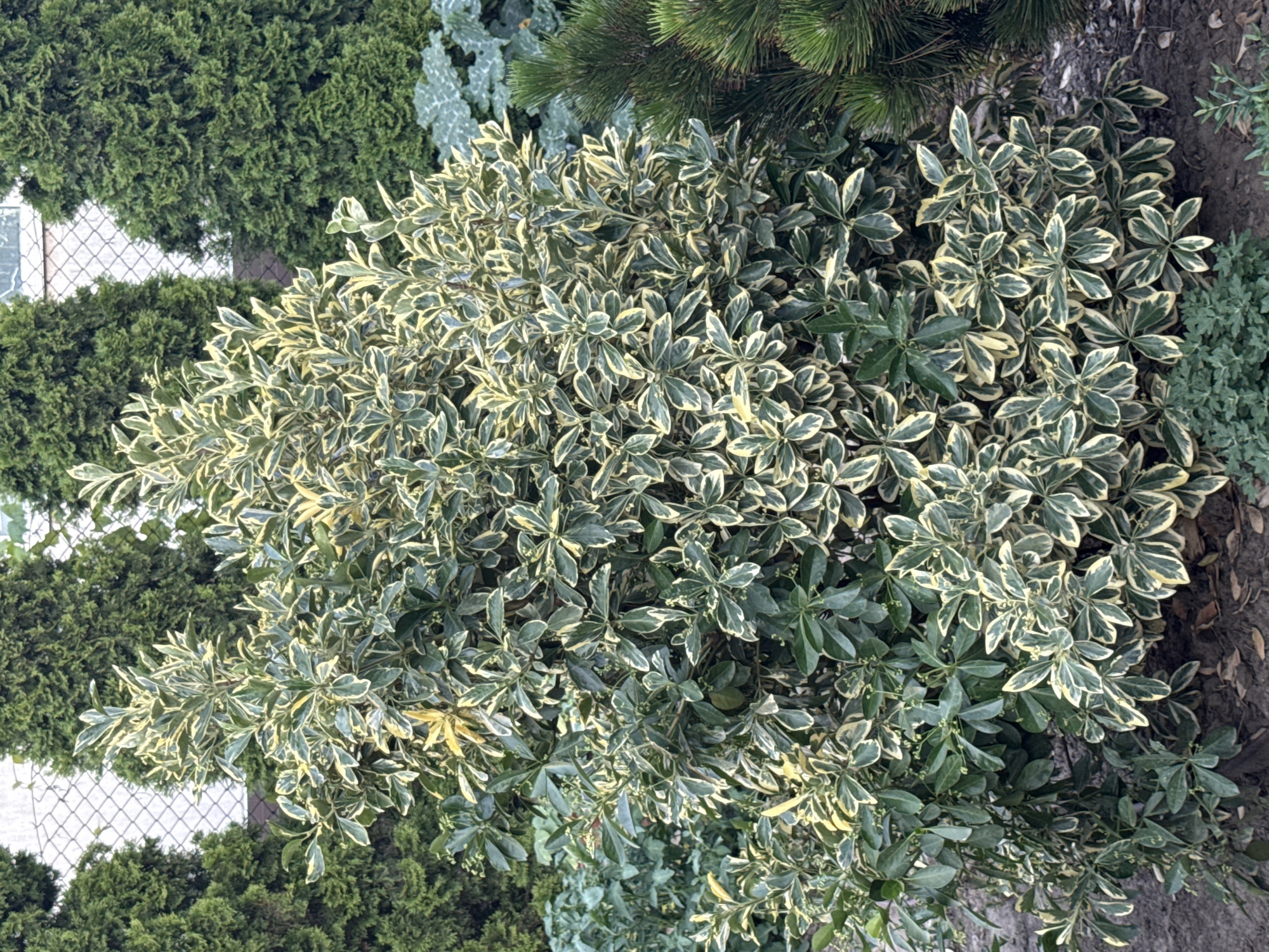 This is a top-down, full-frame, eye-level shot of a variegated shrub with a mix of dark green and creamy yellow leaves. The shrub is dense and bushy, with many small, glossy leaves that appear to be ovate in shape. The variegation is most prominent on the edges of the leaves, creating a striking contrast. Some of the leaves are entirely green, while others have significant yellow or creamy white markings. The shrub is positioned in the center of the frame, dominating the composition.
In the background, to the left and slightly behind the central shrub, are dark green, coniferous trees, likely cypress or juniper, with a textured, feathery appearance. Further back and to the left, a white chain-link fence is visible, with a hint of a building or structure behind it. To the right of the central shrub, the ground is covered in dark soil, with some fallen leaves and small, greyish-green ground cover plants. A few pine needles are visible in the upper right corner, suggesting the presence of a pine tree nearby.
The lighting appears to be natural daylight, likely mid-morning or afternoon, with soft shadows. The overall impression is that of a well-maintained garden or landscape. There is no visible text in the image. The scene is tranquil and focuses on the natural beauty of the plants.