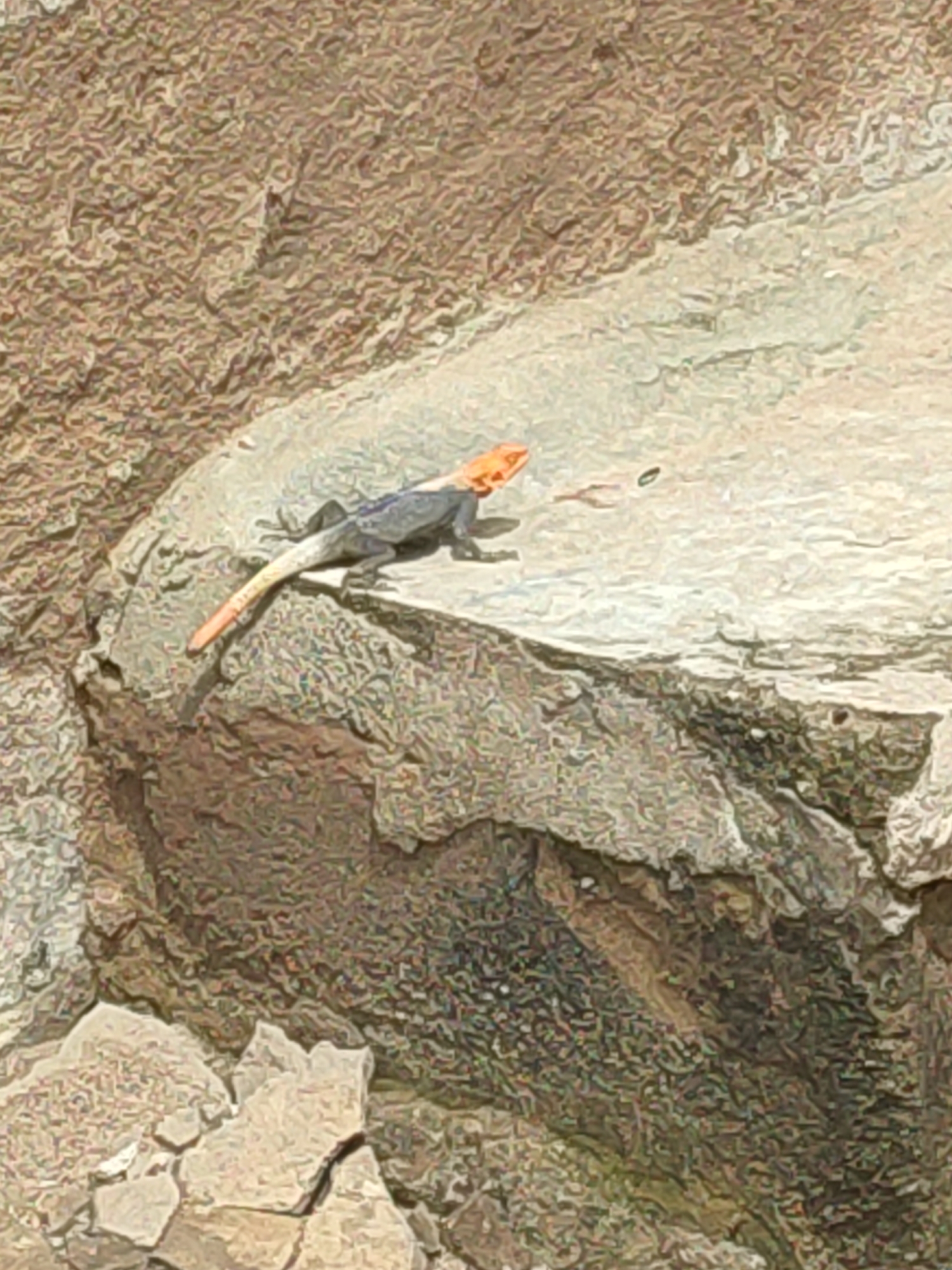 A lizard with a bright orange head and a long, pointed tail rests on a light-colored rock. The lizard's body is predominantly dark gray with some lighter blue markings on its back and tail. It is positioned on a flat surface of the rock, with its legs splayed out. To its left, the textured surface of a darker, rougher rock face is visible. The overall setting appears to be a rocky, arid environment. The lighting suggests it is daytime, with the sun casting a bright light on the scene. The background consists of rocky terrain with varied textures and colors, ranging from browns to grays. No people are visible, and there is no visible text in the image. The lizard appears still, possibly basking in the sun or observing its surroundings. The image captures a moment of tranquility in a natural habitat.