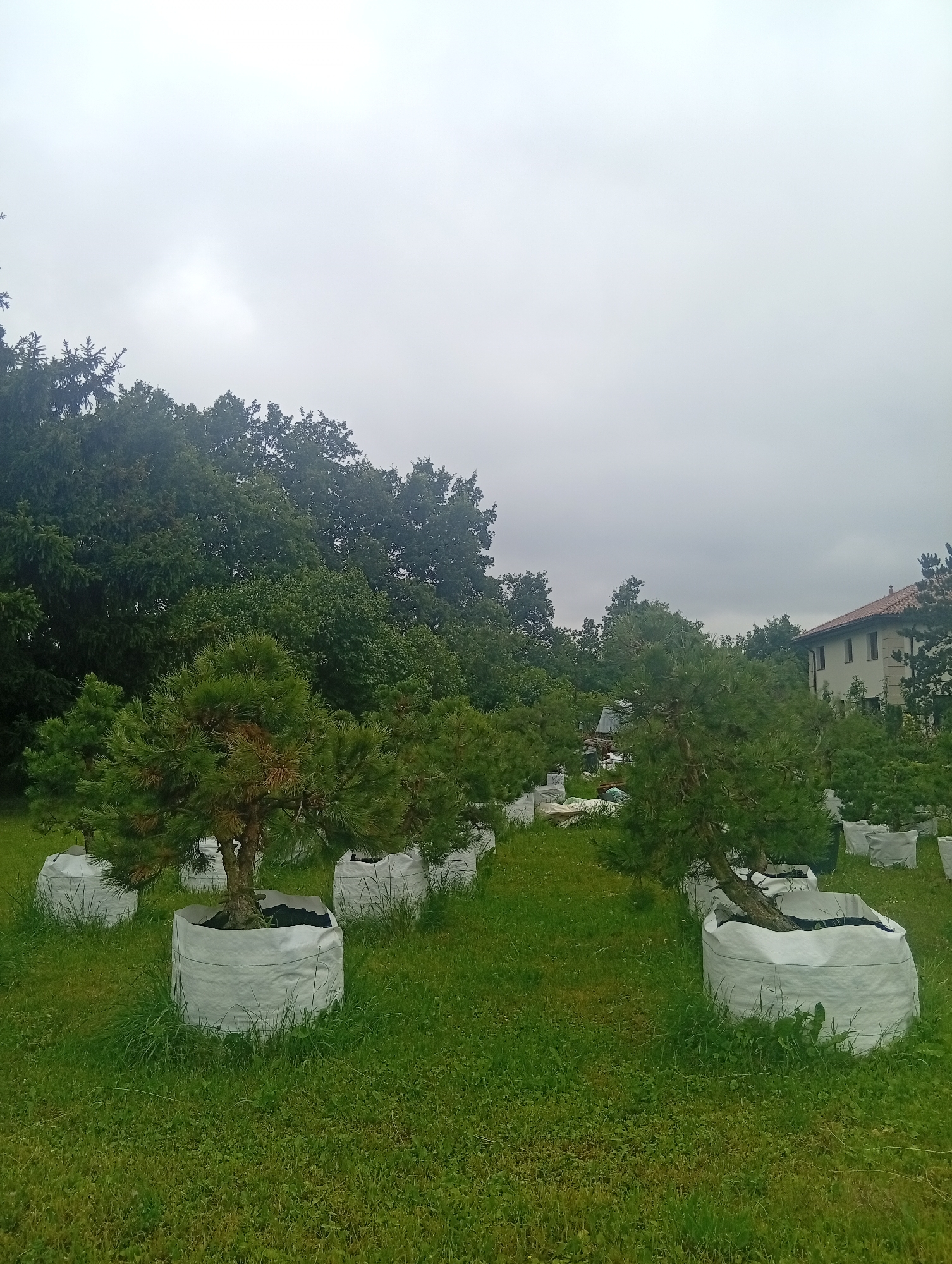The image depicts an outdoor scene with several potted trees, likely bonsai, arranged on a grassy area. The trees are predominantly pine varieties with dense green foliage and are contained within large, white fabric bags. In the background, a dense line of mature deciduous trees forms a natural barrier, behind which a light-colored building with a tiled roof is partially visible. The sky is overcast and light gray. The location is the city of Wrocław, Poland.