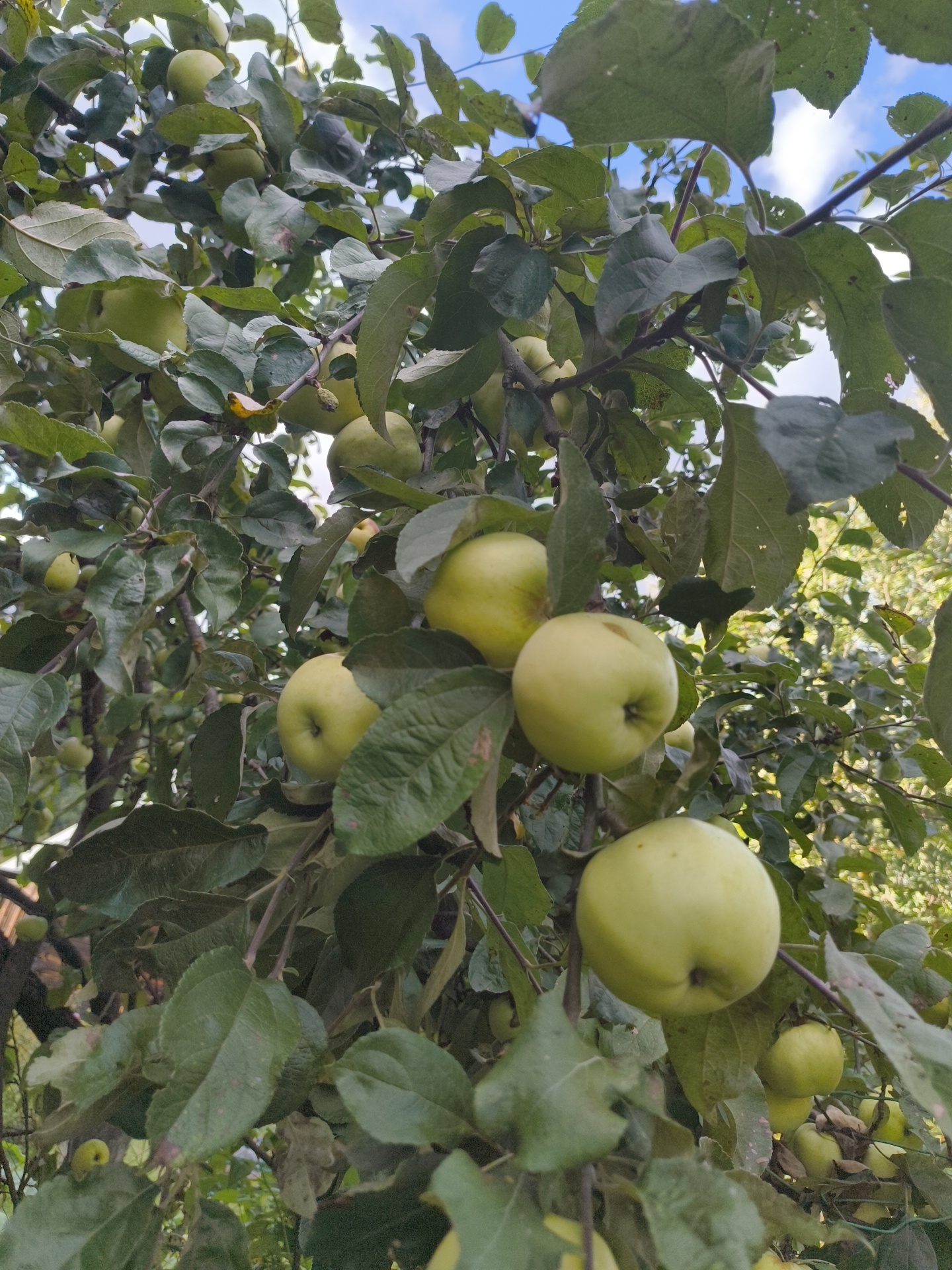 The image shows a close-up view of an apple tree laden with green apples in the garden of a private residence. The apples are of various sizes and are clustered among green leaves and branches. The background suggests an outdoor setting, likely a garden or orchard, with glimpses of the sky and other foliage. The scene appears to be in the city of Vostets SNT, Russia, given the context provided. There are no people or animals visible in the image. The lighting suggests it is daytime.
