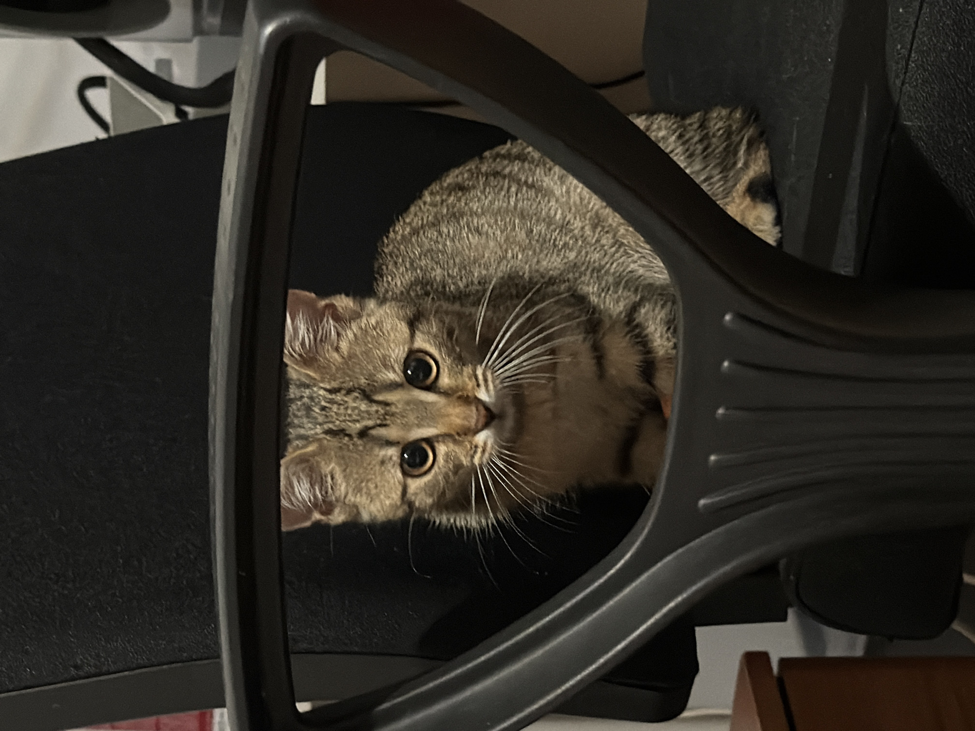 A tabby cat is seated on a black office chair, framed by the chair's dark armrests. The cat is positioned centrally in the frame, facing forward with its body angled slightly to the right. Its fur is a mixture of brown, black, and grey stripes, and its large, round eyes are a light amber color. The cat's whiskers are long and prominent. The background is blurred and dark, with some indistinct shapes suggesting office furniture or equipment. A wooden surface is visible to the left of the chair. The lighting appears to be artificial, casting soft shadows on the cat and chair.