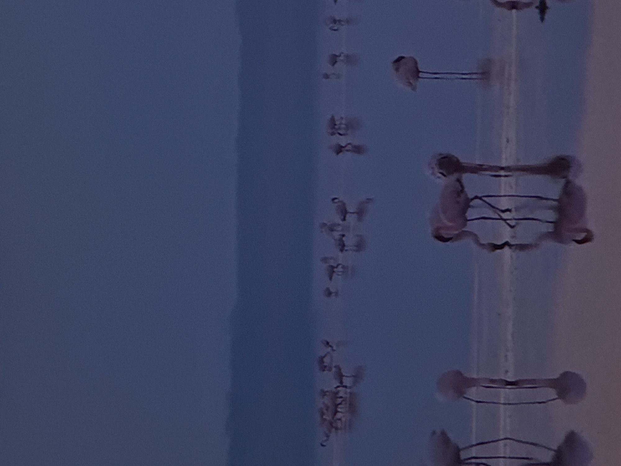 The image depicts a flock of flamingos wading in a body of water during twilight. The sky is a deep, muted blue, and a faint line of land is visible on the horizon. The water reflects the muted colors of the sky and the pinkish hues of the flamingos, creating a serene and ethereal atmosphere. The flamingos are scattered across the water, some with their heads down foraging, others standing or walking. Their long, slender legs are visible against the shallow water, and their reflections are mirrored on the surface. The overall impression is one of a natural landscape at dusk, with the birds appearing as delicate silhouettes against the darkening sky. The location in the city of Sinyavino, Russia, is not directly indicated by any visual cues within the image itself.