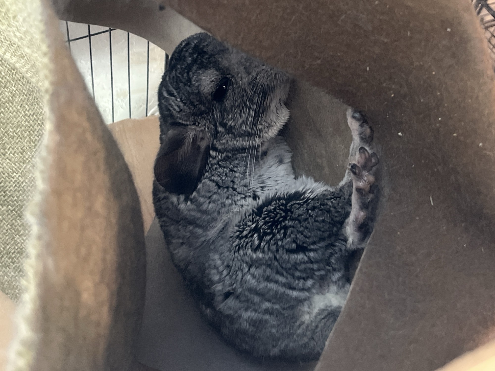 A chinchilla is curled up inside a soft, brown fabric structure. The chinchilla has grey and black fur, with prominent whiskers. The background shows a wire cage structure. The scene appears to be indoors.