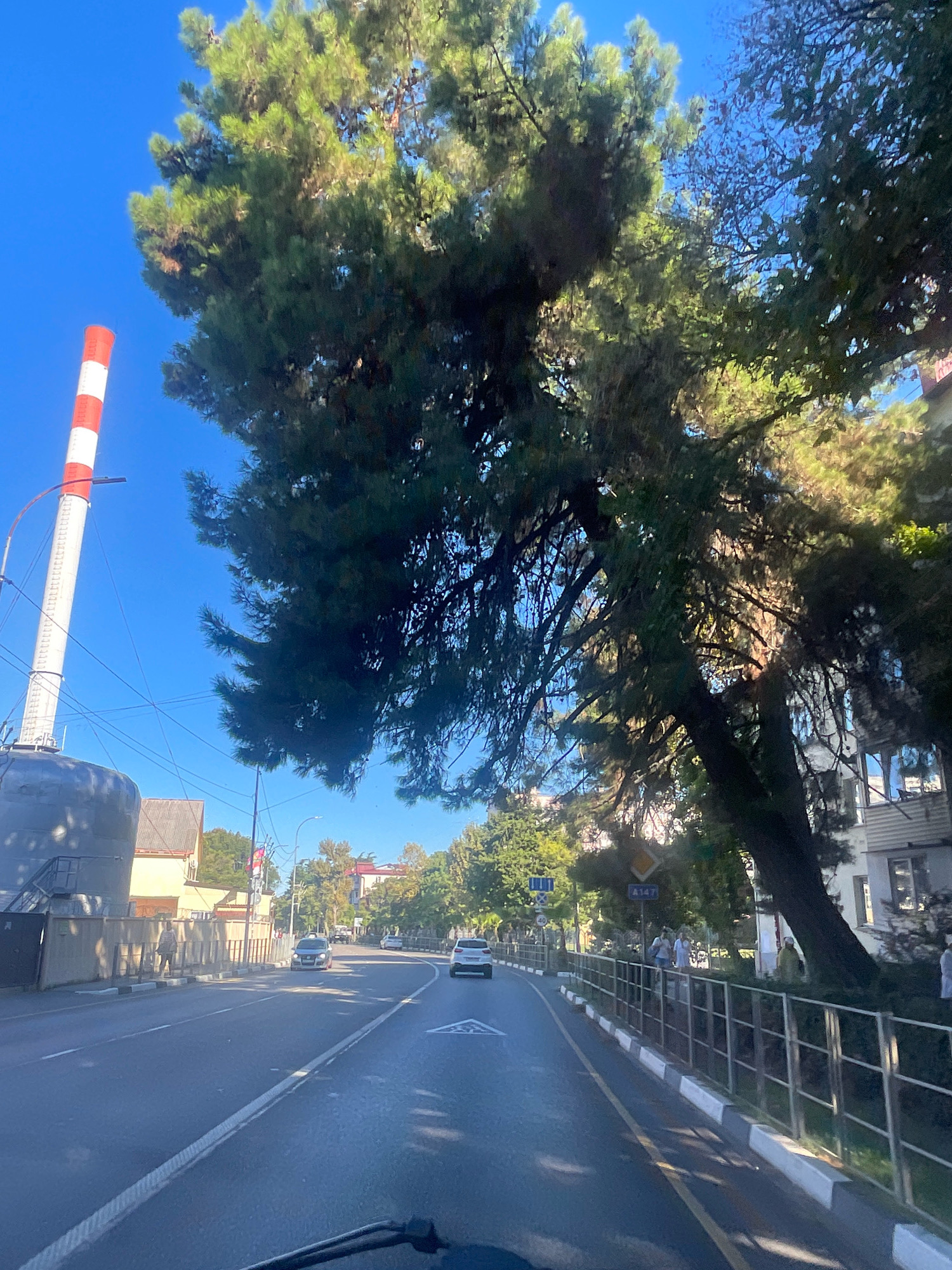The image depicts a street scene in Sochi, Russia, likely on a sunny day given the clear blue sky and bright lighting. The foreground shows the road, with a white line marking the lane and yellow lines indicating other lanes. On the right side of the road, there is a metal fence with white and black painted concrete curbs. Beyond the fence, several people are visible walking along the sidewalk and a building with balconies can be seen.
To the left of the road, a tall, industrial-looking structure with alternating red and white stripes is prominent, likely a smokestack or part of a utility building. A large tree with dense green foliage dominates the upper and central portions of the image, its branches extending over the road and sidewalk. In the background, other trees, buildings, and several cars are visible, including a white car and a dark-colored car driving on the road. Traffic signs are also present, including a yellow diamond-shaped sign with "A147" on it. The overall impression is a moderately busy urban environment with a significant presence of nature.