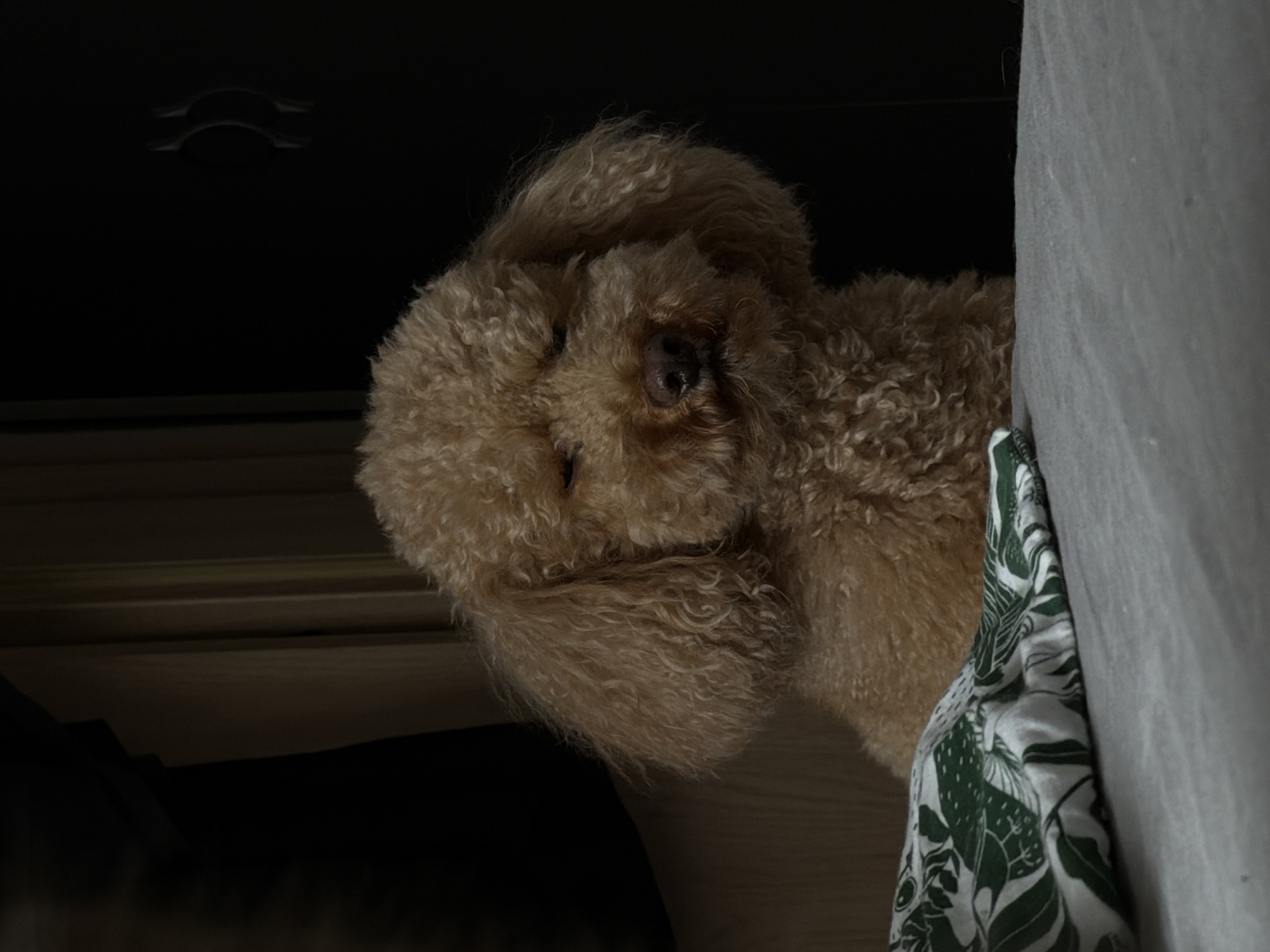 A medium-sized, light-brown poodle is positioned between a grey sofa and a dark-colored object (possibly a cabinet or wall), partially obscured by shadows. A patterned fabric with green and white botanical designs is draped over the edge of the sofa. The image has low lighting, making it difficult to discern finer details of the environment. There is no discernible information to indicate the city of Belgrade, Serbia, in the image.