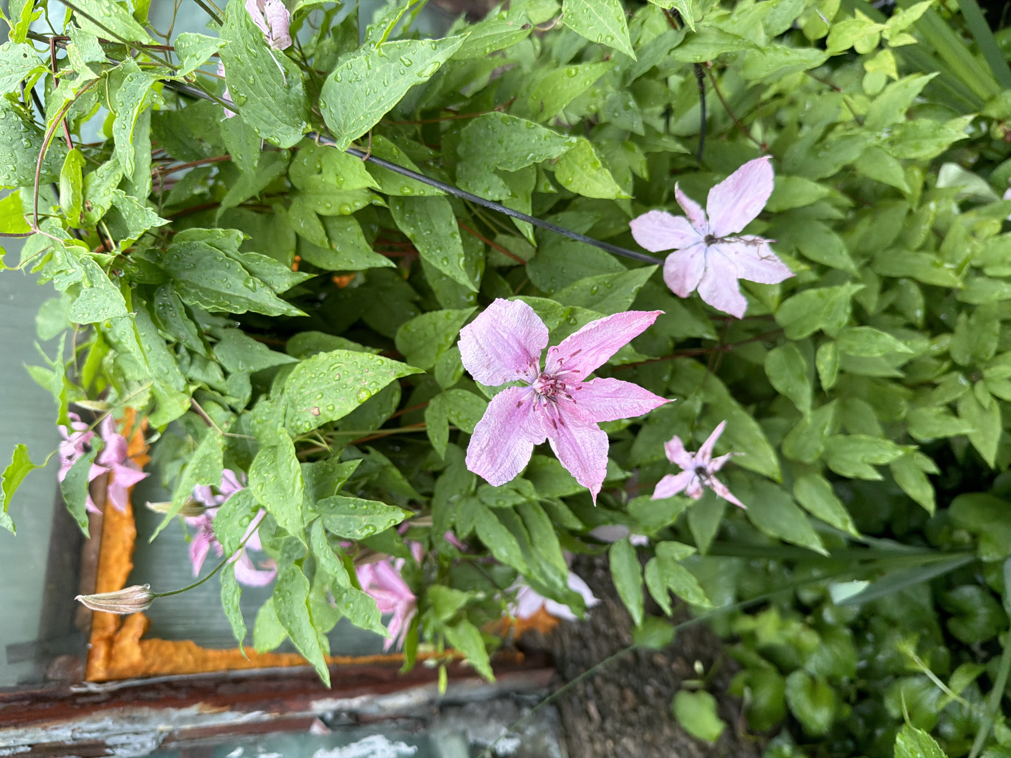 The image captures a close-up view of a flowering vine, likely a clematis, with delicate pink blossoms and vibrant green leaves. The foliage is wet, indicating recent rainfall. In the background, a weathered wooden structure with orange insulation is visible, hinting at an urban or semi-urban setting. The ground is covered with lush green vegetation, suggesting a garden or park area. The overall impression is one of natural beauty amidst a man-made environment. Based on the provided context, this scene is located in Kyiv, Ukraine.