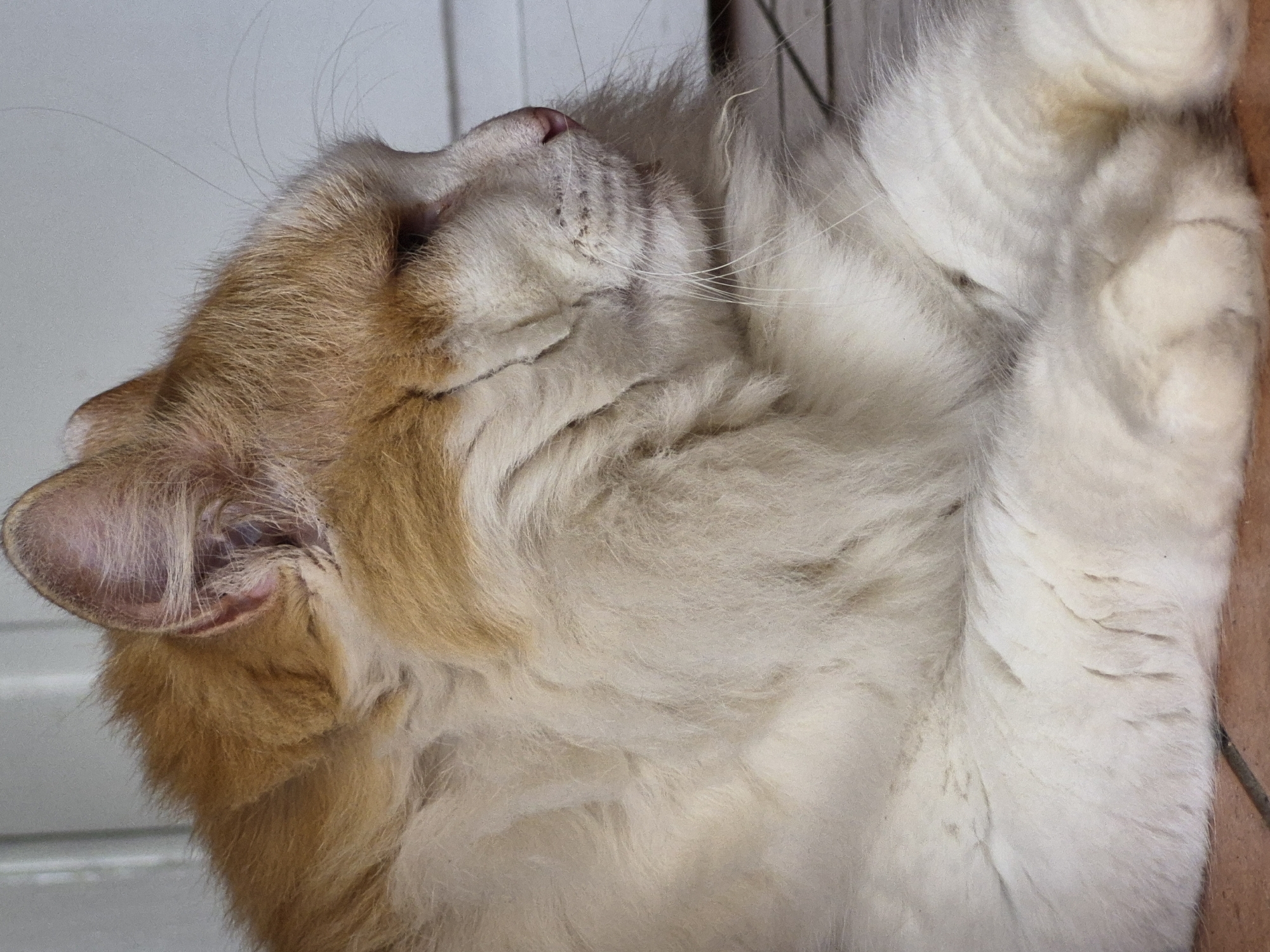 The media file shows a close-up, side view of a ginger and white cat sleeping, curled up on its side. The cat's eyes are closed, and its head is tilted back, revealing its pink nose and white whiskers. The cat's fur is long and fluffy, with patches of ginger and white. The background is a light gray, textured surface, possibly a wall or door, with faint horizontal lines. To the right, a glimpse of a brown, tiled floor is visible. The lighting suggests it is daytime, and the overall mood is peaceful and relaxed, typical of a cat at rest. There is no visible text in the image. The setting is likely indoors, given the smooth wall and tiled floor.