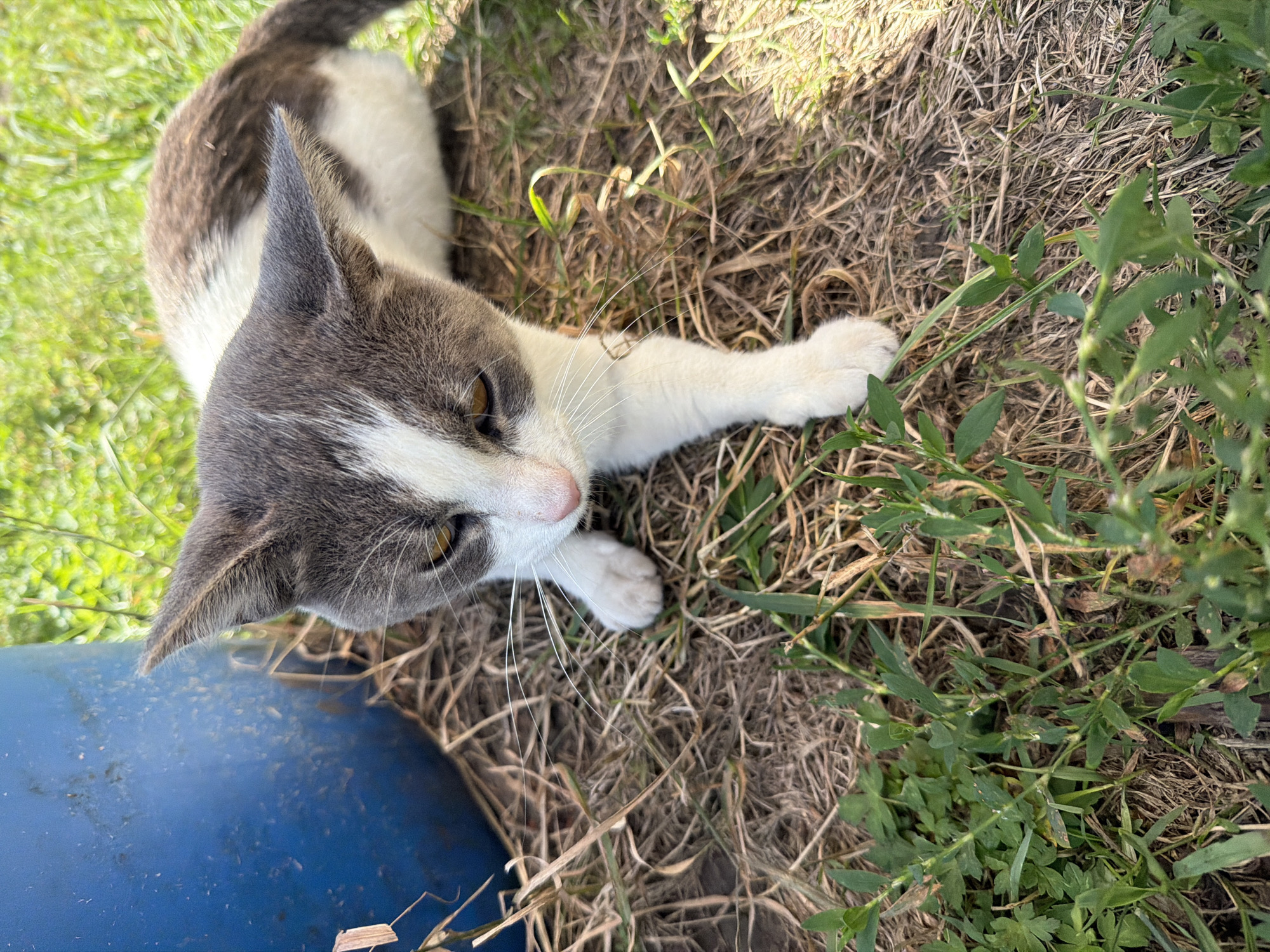 A medium shot captures a bicolor cat, predominantly white with grey markings on its head and back, sitting on dry grass and some green vegetation. The cat is looking down with its head tilted slightly. A large, faded blue plastic barrel is visible to the left of the cat, partially obscuring the background. The environment suggests an outdoor setting, possibly a yard or a less manicured area, with sunlight illuminating the scene. The image does not contain any specific landmarks or indicators to pinpoint its location within Novosibirsk, Russia.