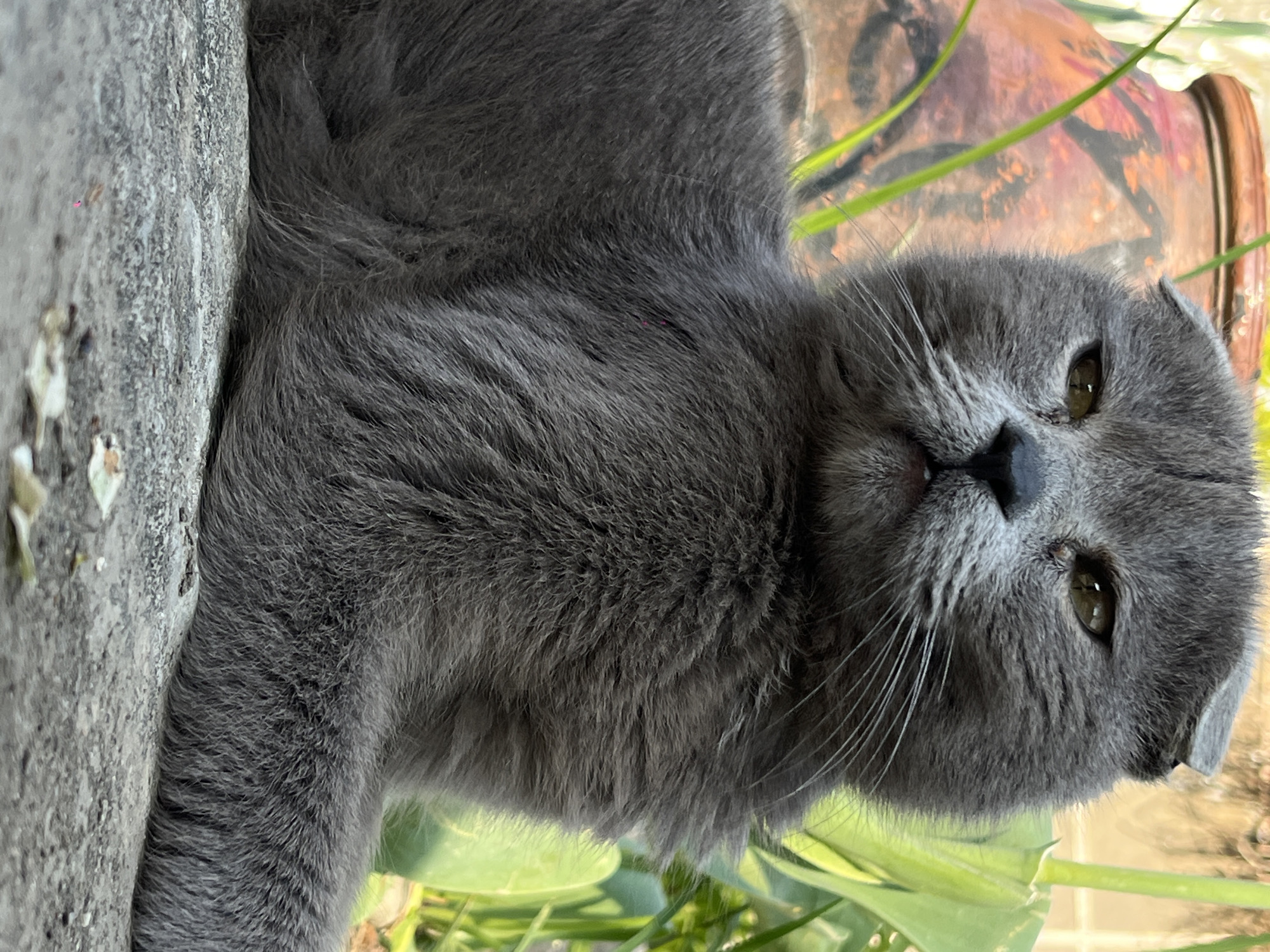 A gray Scottish Fold cat lies on a concrete surface outdoors in Novopokrovskaya, Russia. Vegetation and a reddish-brown painted cylindrical object are visible in the background.