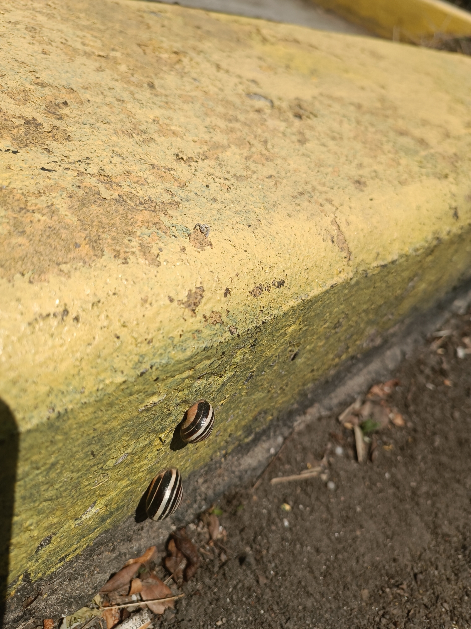 Two banded snails are visible on the side of a weathered, yellow painted curb. The curb is rough and textured, with peeling paint and patches of darker discoloration. The snails are positioned one above the other, with the lower snail slightly to the left of the upper snail. The ground beneath the curb appears to be soil and debris, including dry leaves and small twigs. The lighting suggests it is daytime, with shadows cast by the snails and the curb. The background is out of focus, showing more of the curb and a glimpse of what might be pavement or ground. The scene is located outdoors in a non-specific urban or suburban area of Mississauga, Canada.