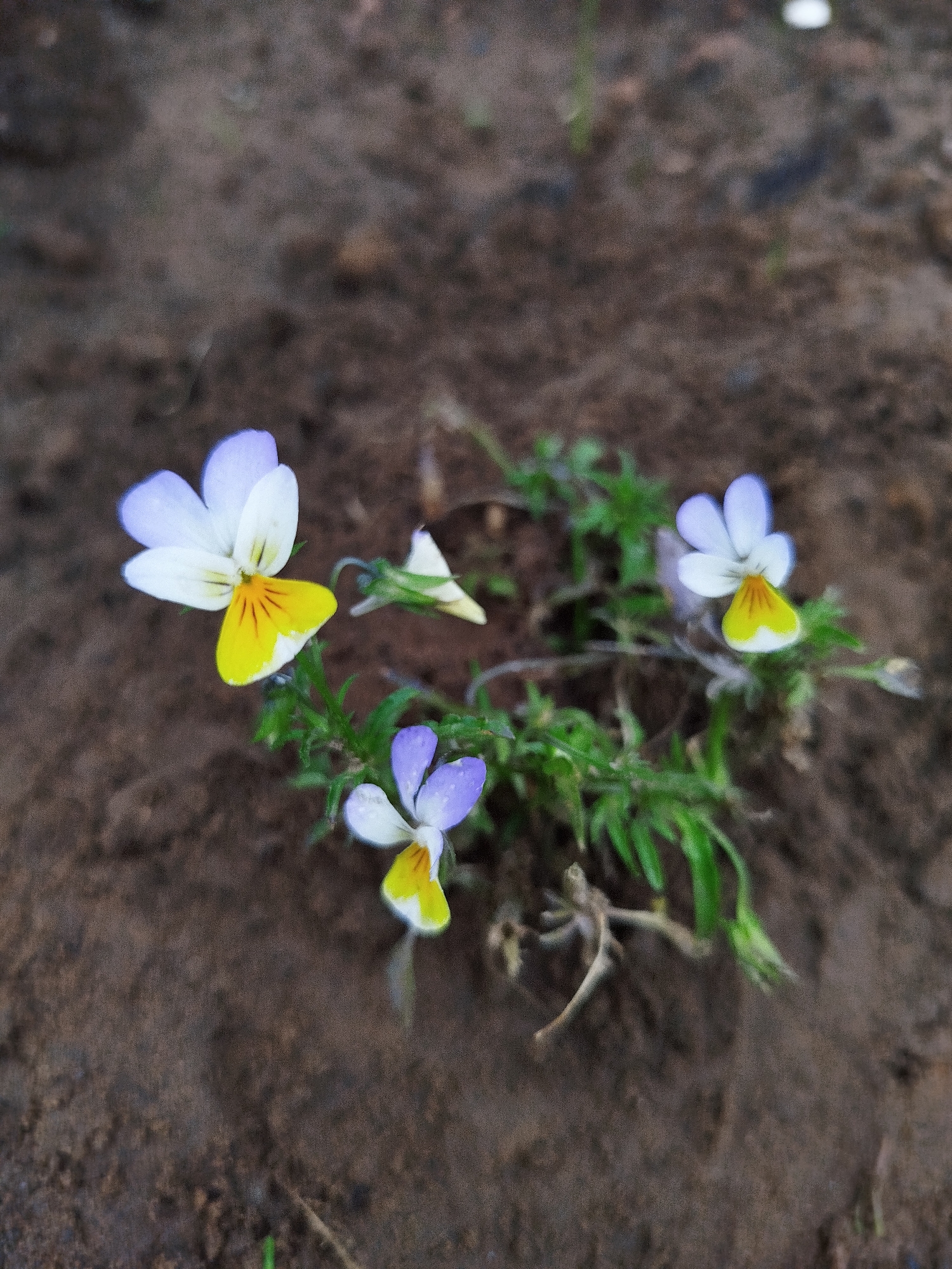 A close-up, outdoor photograph captures a small cluster of wild pansies blooming in dark, loamy soil. The flowers exhibit a delicate tricolor pattern, with white upper petals tinged with pale violet, and a prominent yellow lower petal marked with thin, dark veins. The soil is a rich, dark brown, with a slightly uneven texture suggesting it is a natural ground cover. A few thin, green stems and leaves sprout from the soil, supporting the small, vibrant blooms. The lighting appears overcast, casting a soft, diffused light on the scene. The image is composed from a slightly elevated angle, looking down at the flowers. There are no people or man-made structures visible, indicating a natural or park-like setting. The specific location is within the Баравухскі сельскі Савет, Belarus.