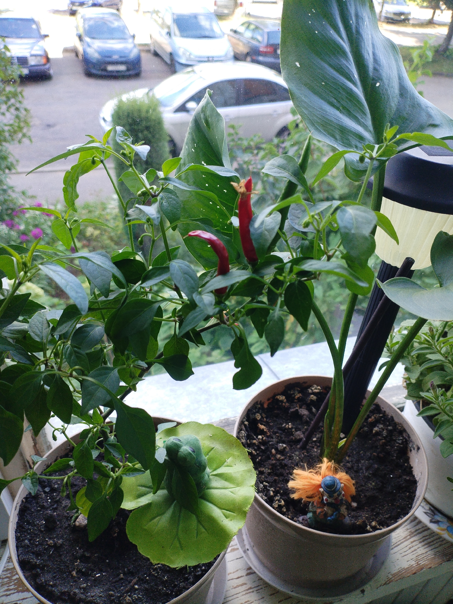 The image shows a close-up view of potted chili pepper plants on a windowsill. In the foreground, two pots are visible. The pot on the left contains a chili plant with several leaves and a small, green decorative item resembling a frog. The pot on the right contains a larger chili plant with two red peppers, lush green leaves, and a small figurine of a clown with orange hair and a blue hat. Behind the plants, a window reveals a blurry view of cars parked on a street, suggesting an urban setting. The overall impression is that of a home environment with plants on display. The location is identified as Polatsk, Belarus.