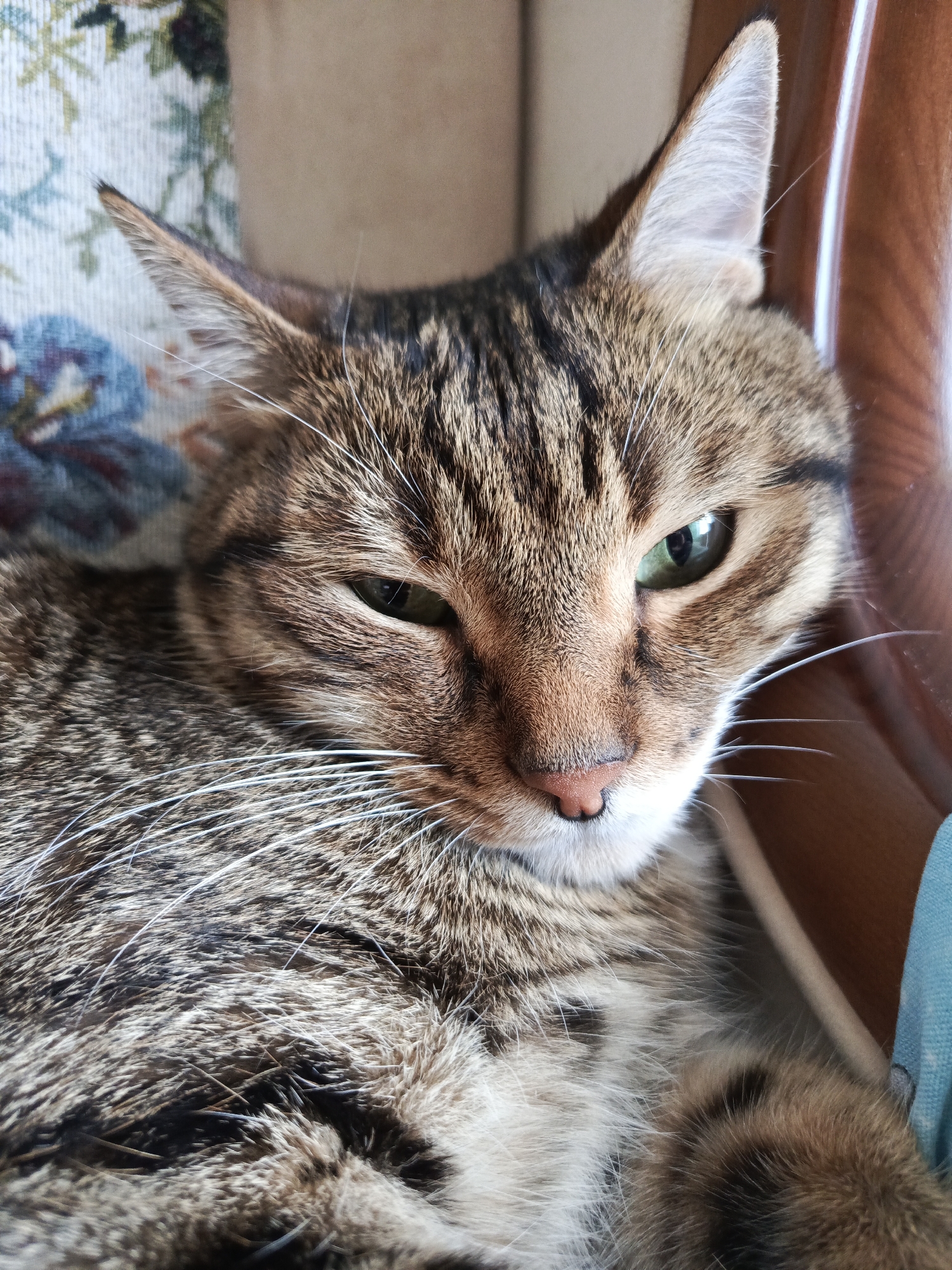 A close-up, eye-level shot shows a tabby cat with green eyes and a light brown nose. The cat's fur is a mix of brown, black, and white stripes, with prominent white whiskers. The cat's left eye is partially closed, giving it a sleepy or relaxed appearance. The background consists of a blurry floral pattern, possibly a cushion or upholstery, and a wooden surface. The lighting appears natural, casting a slight shadow on the right side of the cat's face. There is no indication of the location being in KryvdaNovka, Russia; the image depicts an indoor domestic scene.