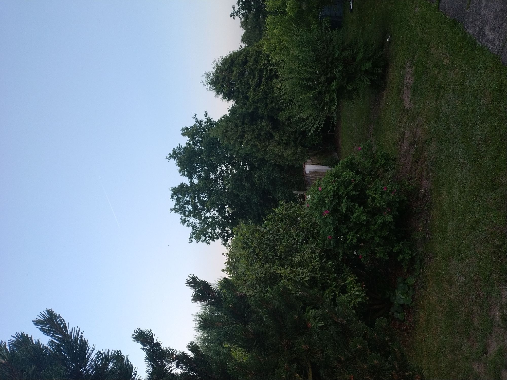 An outdoor scene captures a garden area with lush green vegetation under a clear sky. In the foreground, a pine tree branch extends from the left side of the frame, its needles sharp and dark. Adjacent to it, a flowering bush with vibrant pink blossoms adds a touch of color. Behind these, a dense assortment of trees and shrubs fills the middle ground, with varying shades of green and textures.
A small, pale structure, possibly a shed or utility box, is partially visible behind the bushes on the left side of the image. The ground is covered in a mix of short green grass and patches of bare earth. In the distance, a faint contrail streaks across the pale blue sky, hinting at the presence of aircraft. The overall impression is one of a tranquil, natural setting.