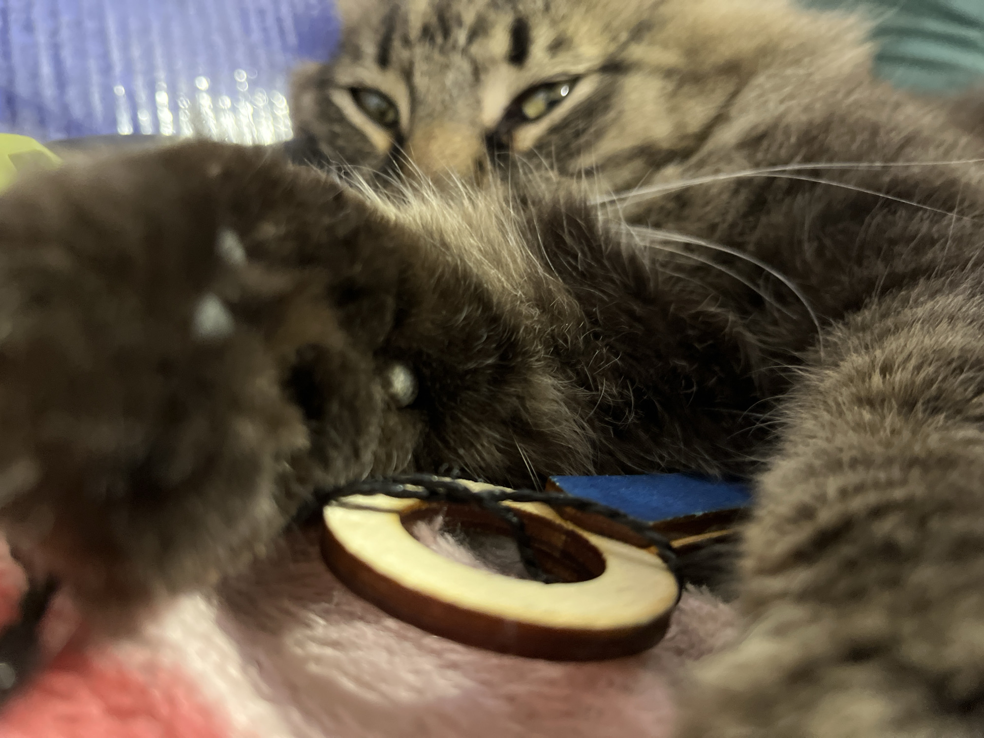A close-up, low-angle, slightly out-of-focus shot captures a tabby cat lying down, its front paw extended and resting on a wooden pendant. The pendant, a light-colored wooden ring with a darker wooden rim, is secured by black twine. The cat's fur is a mix of brown, black, and grey. Its eyes, a striking green, are visible and open, looking towards the viewer. The background is blurred, showing a purple surface and hints of pink and blue fabric. The image is not specific to Krasnyye Barrikady, Russia.