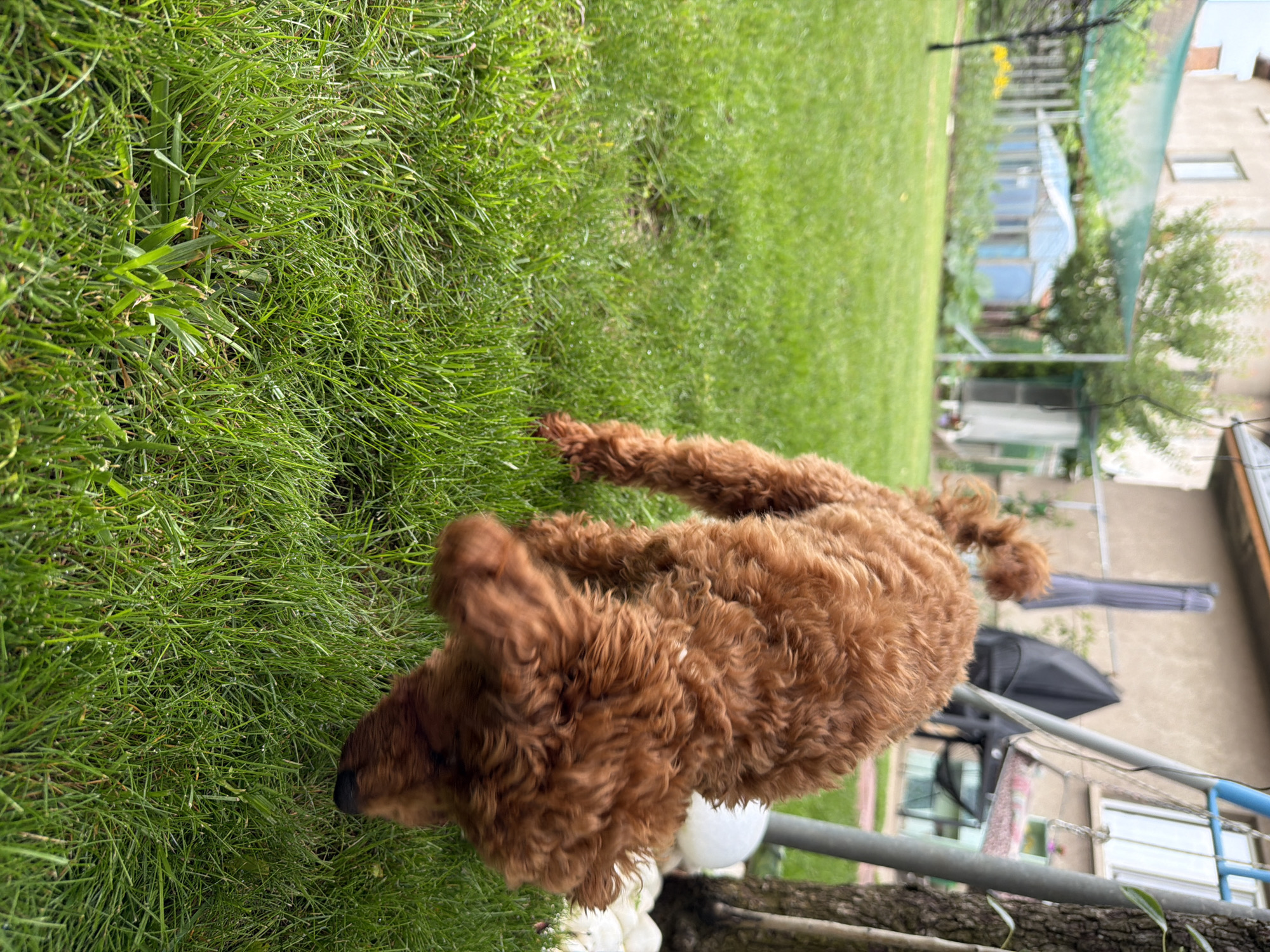 A medium shot of a small, reddish-brown poodle with curly fur is captured in a backyard setting. The dog is positioned in the center of the frame, facing downwards with its head lowered, appearing to sniff the grass. Its tail is curled upwards. The background reveals a residential area with a building and a greenhouse. The yard is covered in lush green grass, with some areas appearing slightly damp. To the right of the dog, a section of a tree trunk and a part of a blue swing set are visible. The lighting suggests it is daytime, possibly overcast. The image was taken in Sofia, Bulgaria.