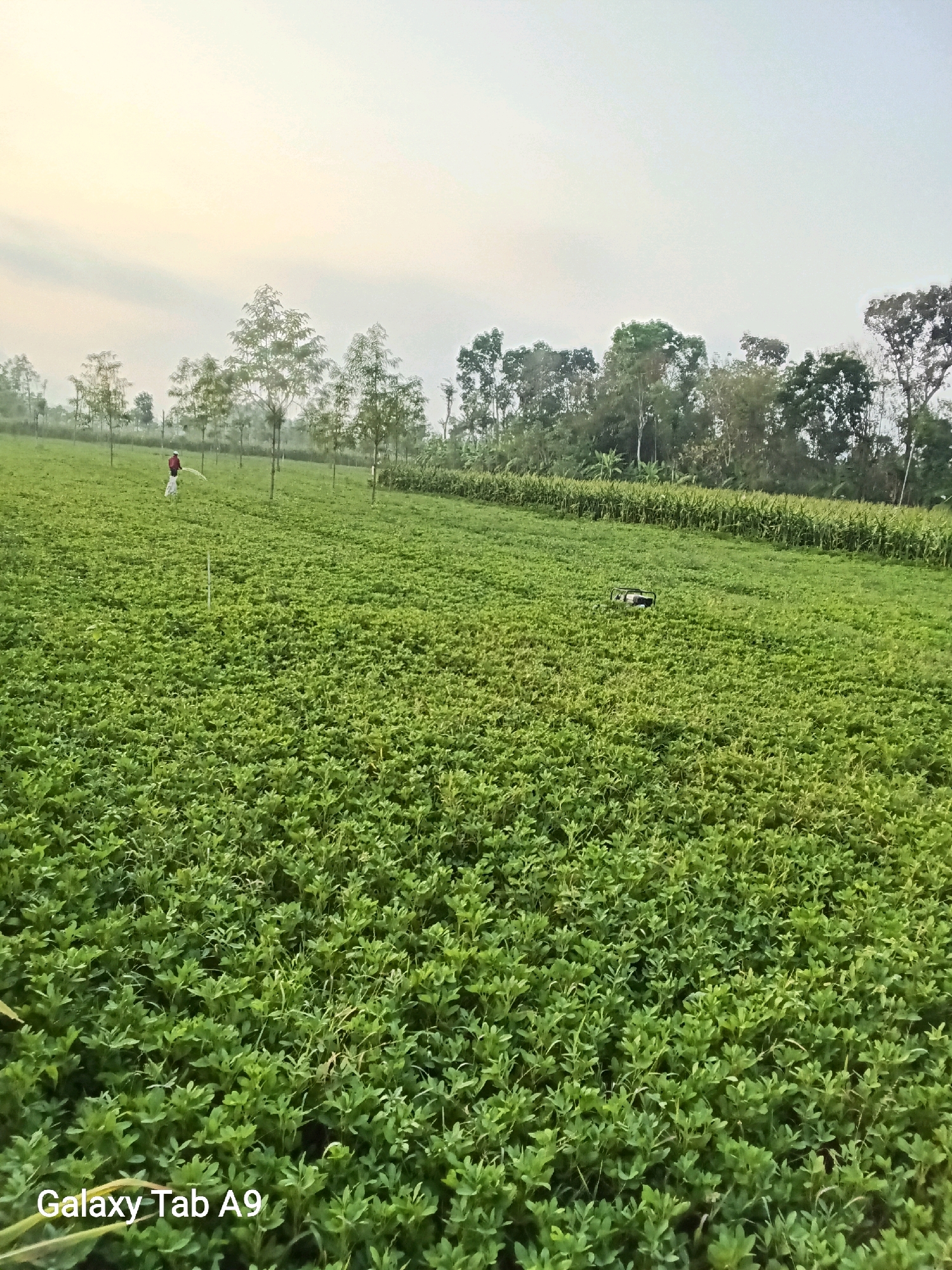 This is a wide-angle, outdoor, landscape photograph taken in Bendo, Indonesia, featuring a lush green field under a hazy, overcast sky. In the mid-ground, a lone figure dressed in red and white is visible, appearing to be spraying a pesticide or fertilizer across the crops. The field is densely populated with low-lying green plants, possibly a type of legume, with some taller trees forming a line along the distant horizon. In the middle right of the frame, a small, dark object resembling a generator or pump is placed on the ground within the field. The overall impression is one of agricultural activity in a rural setting, bathed in the soft light of what appears to be early morning or late afternoon.