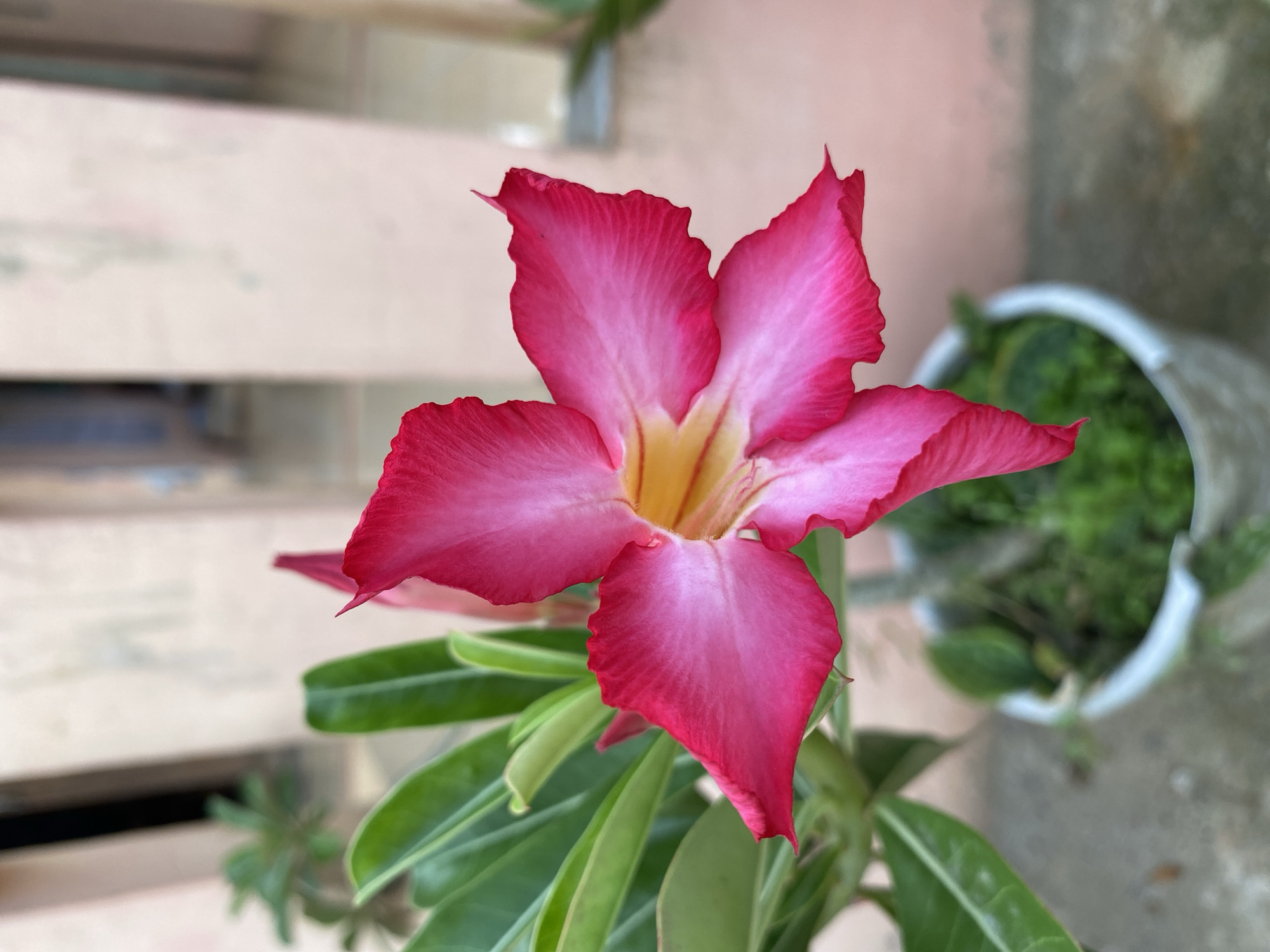 The image presents a close-up view of a single, vibrant pink and yellow flower, likely an Adenium obesum (Desert Rose). The flower features five broad petals with ruffled edges, displaying a striking gradient from deep magenta or fuchsia pink at the margins to a softer, lighter pink towards the center, where it transitions into a bright yellow throat.
Below and around the prominent bloom, several oval-shaped, glossy green leaves are visible, some exhibiting distinct veins. The flower appears to be part of a potted plant.
The background is softly blurred, indicating a shallow depth of field, with the flower sharply in focus. To the left, an out-of-focus, light-colored structure, possibly a wall or fence with horizontal slats, can be seen. To the right, another plant in a white pot rests on a concrete or paved surface, also blurred.
The scene is illuminated by natural daylight, suggesting it was captured during the day. There is no explicit activity taking place, nor is any text visible within the frame. The presence of tropical flora like the desert rose aligns with the provided location context of Lhokseumawe, Indonesia, suggesting an outdoor garden or patio setting.