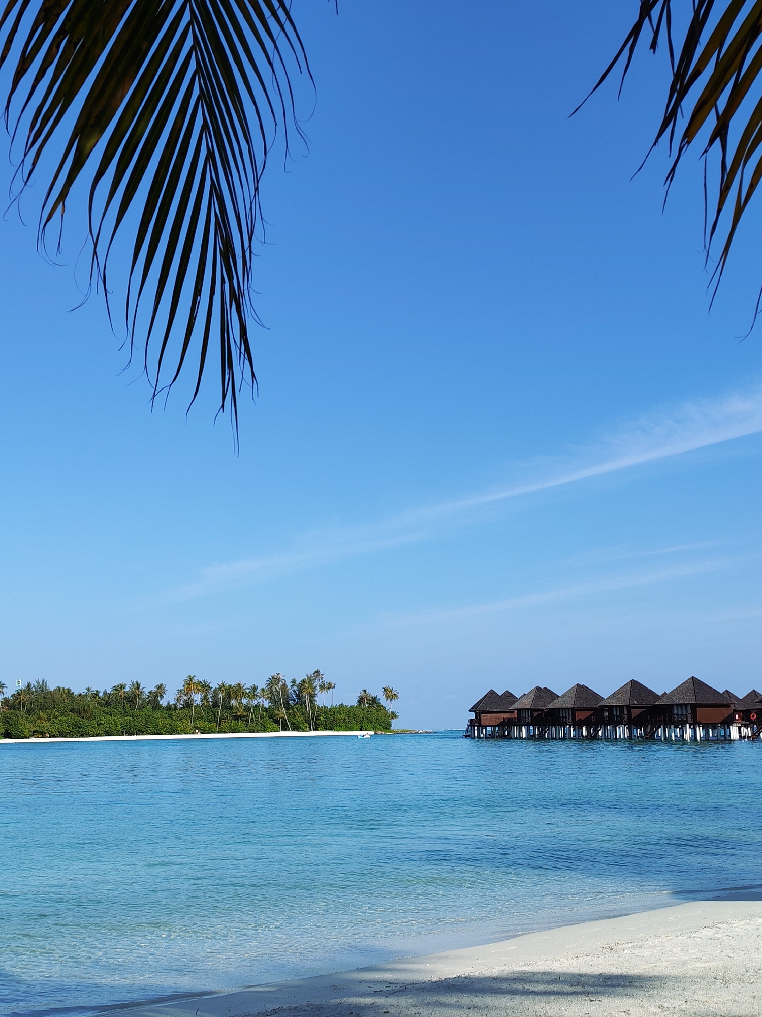 This is an eye-level, wide-angle, outdoor, daytime photograph of a tropical beach scene in Guraidhoo, Maldives. In the foreground, a white sand beach meets the clear, turquoise ocean. The water is calm and shallow near the shore, gradually deepening as it extends towards the horizon. A line of thatched-roof overwater bungalows, built on stilts, stands in the middle ground to the right of the frame. These bungalows are dark brown with visible wooden supports extending into the water. To the left, a lush green island, densely covered with palm trees and other tropical vegetation, forms the background. The sky is a bright, clear blue with a few thin, wispy white clouds stretched across it. The top corners of the image are partially obscured by the dark green fronds of palm leaves, suggesting they are hanging from a tree in the foreground. There are no people visible in the image.