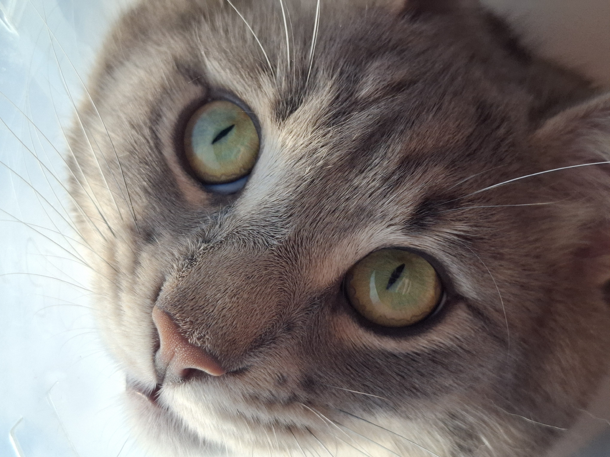 A close-up image shows the face of a grey tabby cat with green eyes and a pink nose. The cat's face is the primary focus of the shot. White whiskers protrude from its muzzle. The cat's head is slightly tilted. A faint blue tint appears to be in the background. There is no information available in the image that would indicate the location of the scene to be Novi Sad, Serbia.