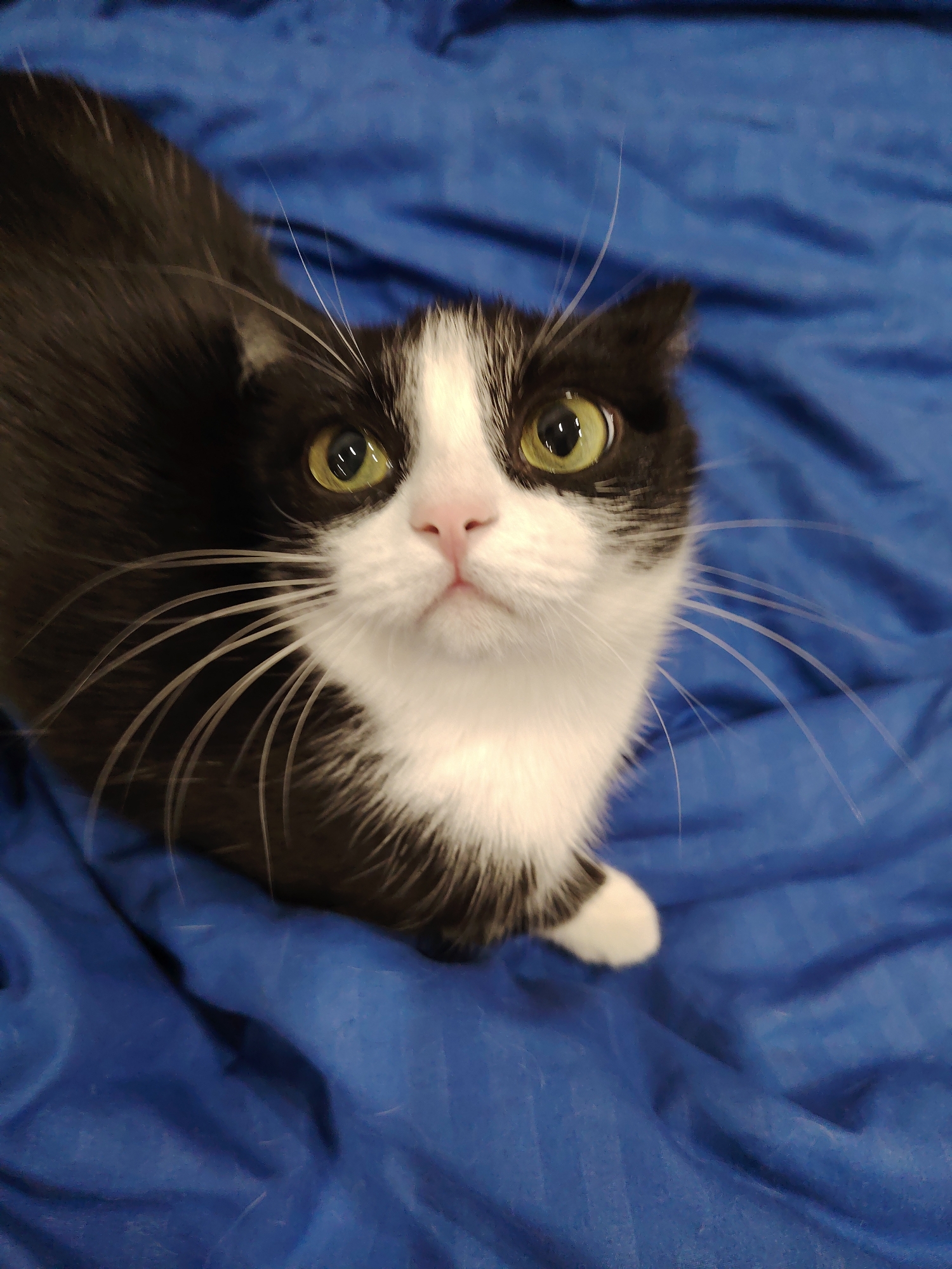 A black and white cat with green eyes is sitting on a blue surface. The cat is looking up at the camera. The cat's whiskers are long and white. The blue surface appears to be a blanket or sheet. The location is unknown.