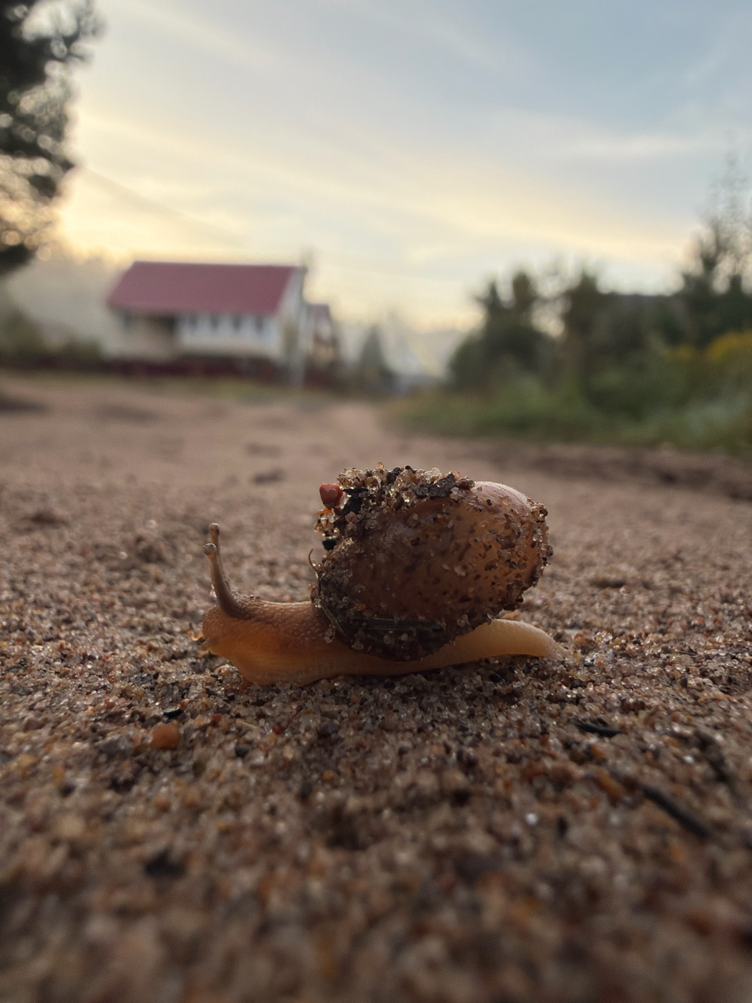An extremely close-up, low-angle shot captures a snail with its shell covered in small bits of dirt and debris, resting on a sandy path. The snail's body is a pale, translucent yellow. In the blurred background, a white house with a red roof is visible, surrounded by green foliage and trees. The sky above is a pale blue with streaks of yellow and white clouds, suggesting early morning or late evening light. The overall scene depicts a natural, rural environment, likely on the outskirts of the city of Chaikovsky, Russia, given the architectural style of the house and the presence of trees and open land.
