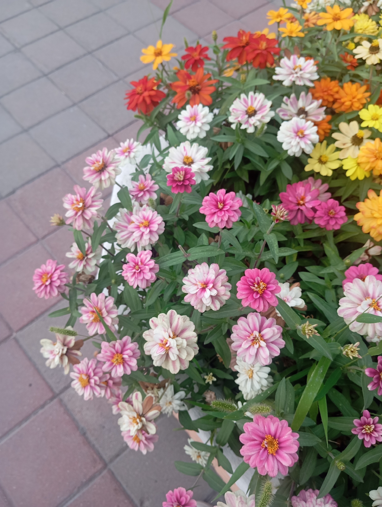 The image displays a close-up, elevated view of a vibrant flower bed filled with a variety of Zinnia flowers. The flowers exhibit a range of colors including pink, white with pink stripes, orange, and yellow. They are arranged densely, with green foliage forming a backdrop. Some buds are also visible. The flowers are planted in a container, which is partially visible at the bottom of the frame, and appears to be a white pot or planter. The background consists of a tiled walkway made of rectangular, reddish-brown tiles arranged in a grid pattern. The lighting suggests it is daytime, with soft shadows indicating an overcast or diffused light source. The scene is located outdoors.