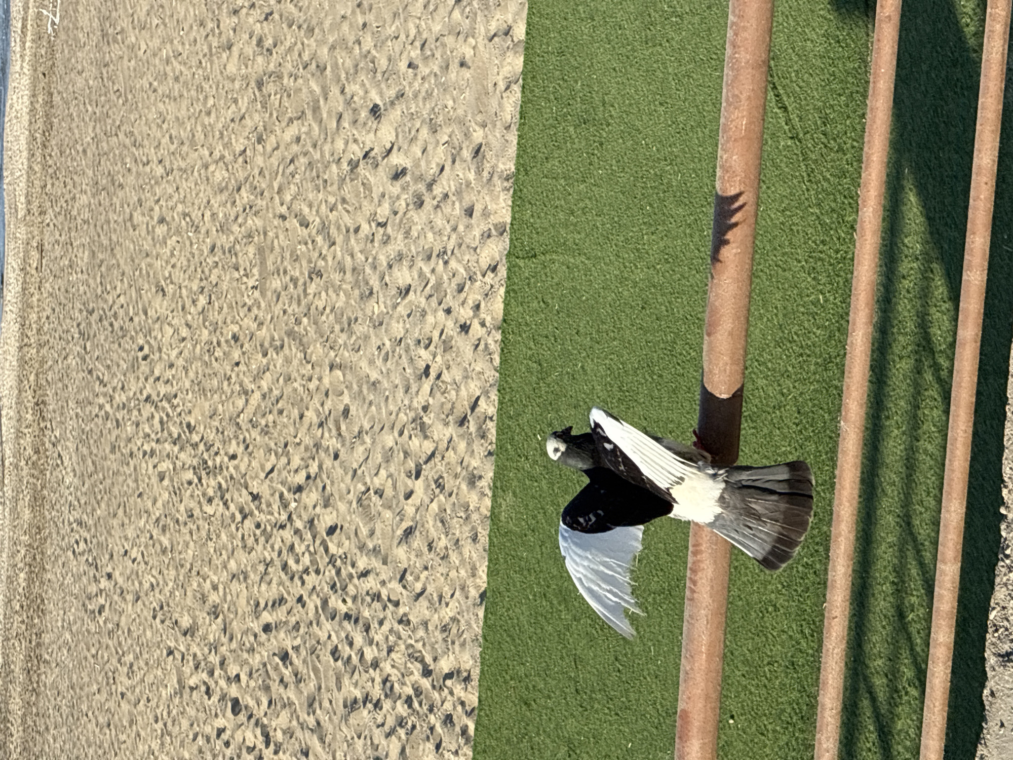 The image depicts a pigeon perched on a horizontal railing, its wings spread open. The pigeon is primarily black and white. Behind the railing is a strip of green artificial turf, and beyond that, a sandy beach stretches towards the horizon. The sand has numerous footprints and indentations. The lighting suggests a sunny day, casting shadows from the railing and the pigeon onto the turf. The scene appears to be an outdoor area, possibly a park or public space, adjacent to a beach. The city of Alanya, Turkey, is not explicitly depicted in the image, but the environment of a sandy beach and likely proximity to a coastal urban area is consistent with its geography.