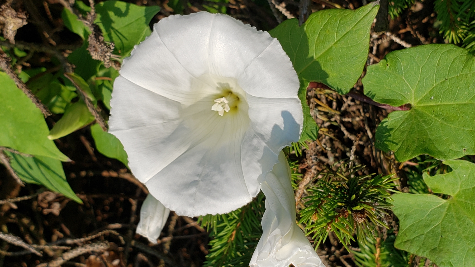 A white, trumpet-shaped flower with delicate petals and a yellow stamen at its center dominates the foreground of the image. The flower is surrounded by green leaves and branches. In the background, there is dark soil and dried twigs. The lighting suggests it is daytime, likely outdoors. The scene appears to be a natural setting, possibly a garden or a wild area. There are no people or animals visible in the image. The location is Prešov, Slovakia.