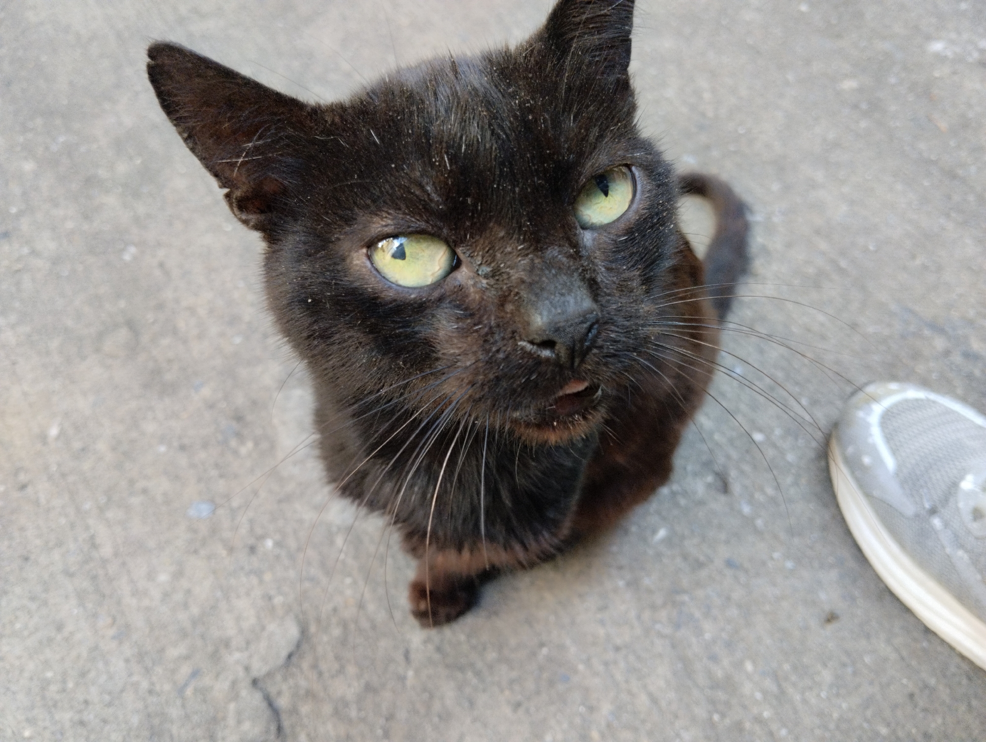 A black cat with light green eyes is looking up at the camera, seated on a gray concrete surface. To the right of the cat is the toe of a gray athletic shoe. The cat's fur appears slightly dusty, with some lighter strands visible. The cat's right ear has a small notch at the tip. The background is a plain concrete texture, suggesting an outdoor urban environment. There are no specific landmarks visible to indicate the city of Caracas, Venezuela.