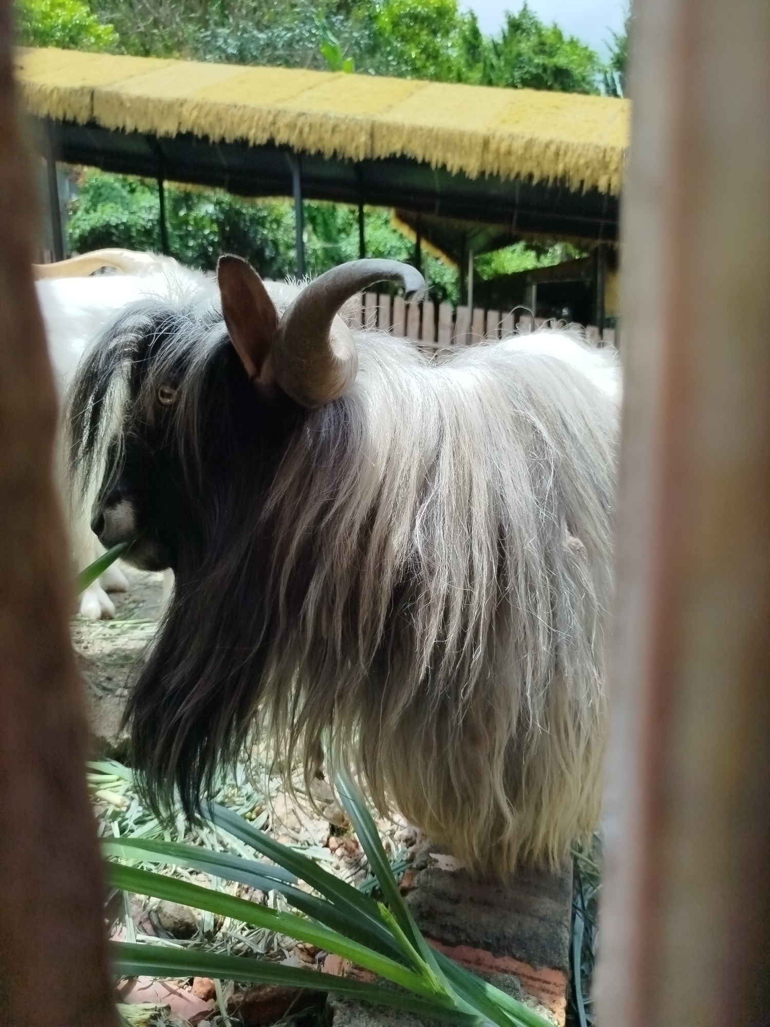 In Da Lat, Vietnam, a goat with long, shaggy grey and black fur is standing and eating green grass. The goat has a curled horn visible on its head. It is partially framed by a wooden fence in the foreground, with a thatched roof structure and greenery in the background. The ground is covered in dirt and scattered leaves.