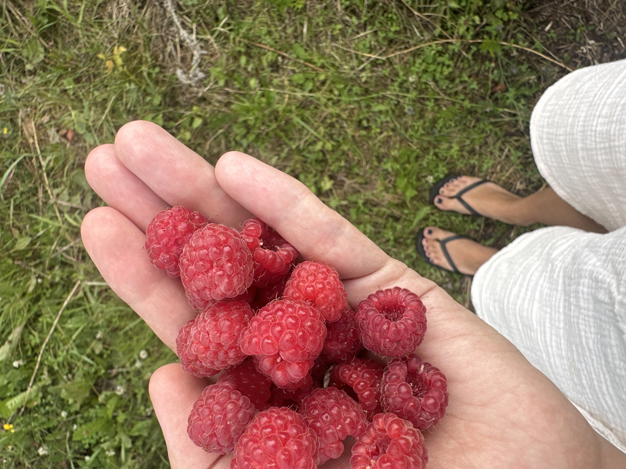 In this close-up, first-person perspective shot, a hand is filled with ripe raspberries, their deep red hue contrasting with the soft, pale skin of the hand. The berries are clustered together, some showing their characteristic textured surface of drupelets.
In the background, a person's lower legs are visible, clad in a white, textured fabric garment and black flip-flops. The feet are positioned on a grassy area, suggesting an outdoor setting. The ground is covered in green grass, with some dry straw-like material interspersed. Small white flowers are scattered in the grass, indicating a natural, possibly rural environment.
The scene suggests a moment of freshly harvested fruit. The lighting appears natural, hinting at daytime, possibly late morning or afternoon, with no strong shadows. The overall mood is one of simple pleasure and connection with nature.
The location is identified as Kharnavy, Russia. There is no visible text in the image.