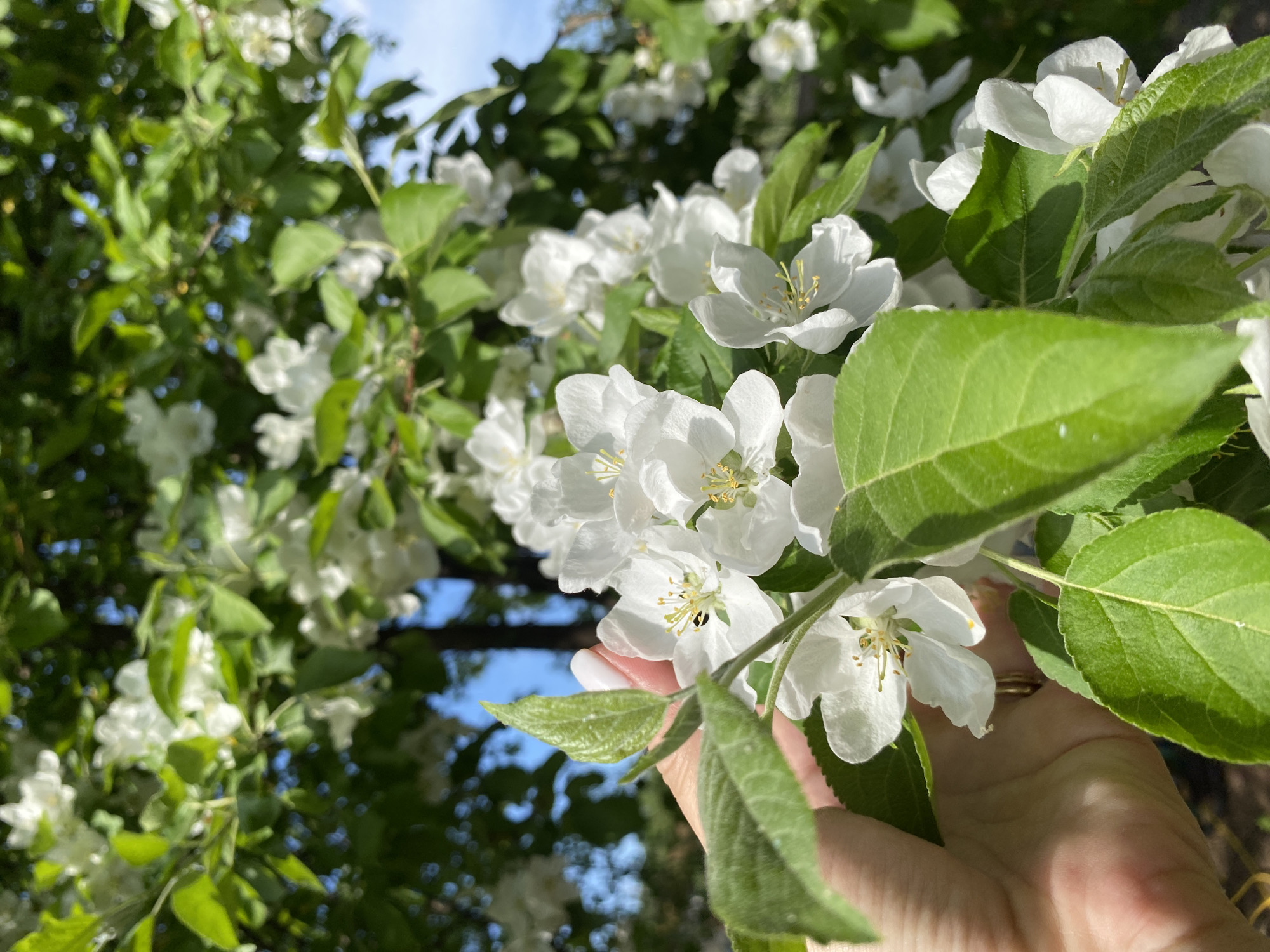 The image shows a close-up of white apple blossoms and green leaves, partially held by a person's hand. The background contains more blossoms and glimpses of a blue sky. The location is indicated as Chaikovsky, Russia, though this information is not visually verifiable within the image itself.