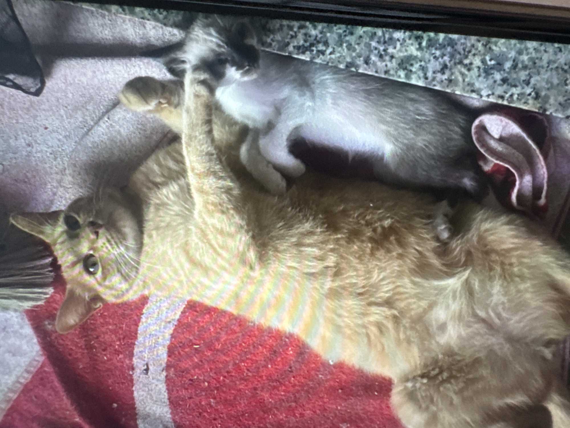 Two cats are lying on a red blanket. The larger cat, an orange tabby, is lying on its back, with its paws wrapped around a smaller, grey and white kitten. The kitten is lying on its back, nestled against the larger cat. The background is out of focus, but appears to be indoors, possibly in a living room, given the presence of a granite-like surface to the right which might be a table. There is no visible indication of the city of Murcia, Spain.