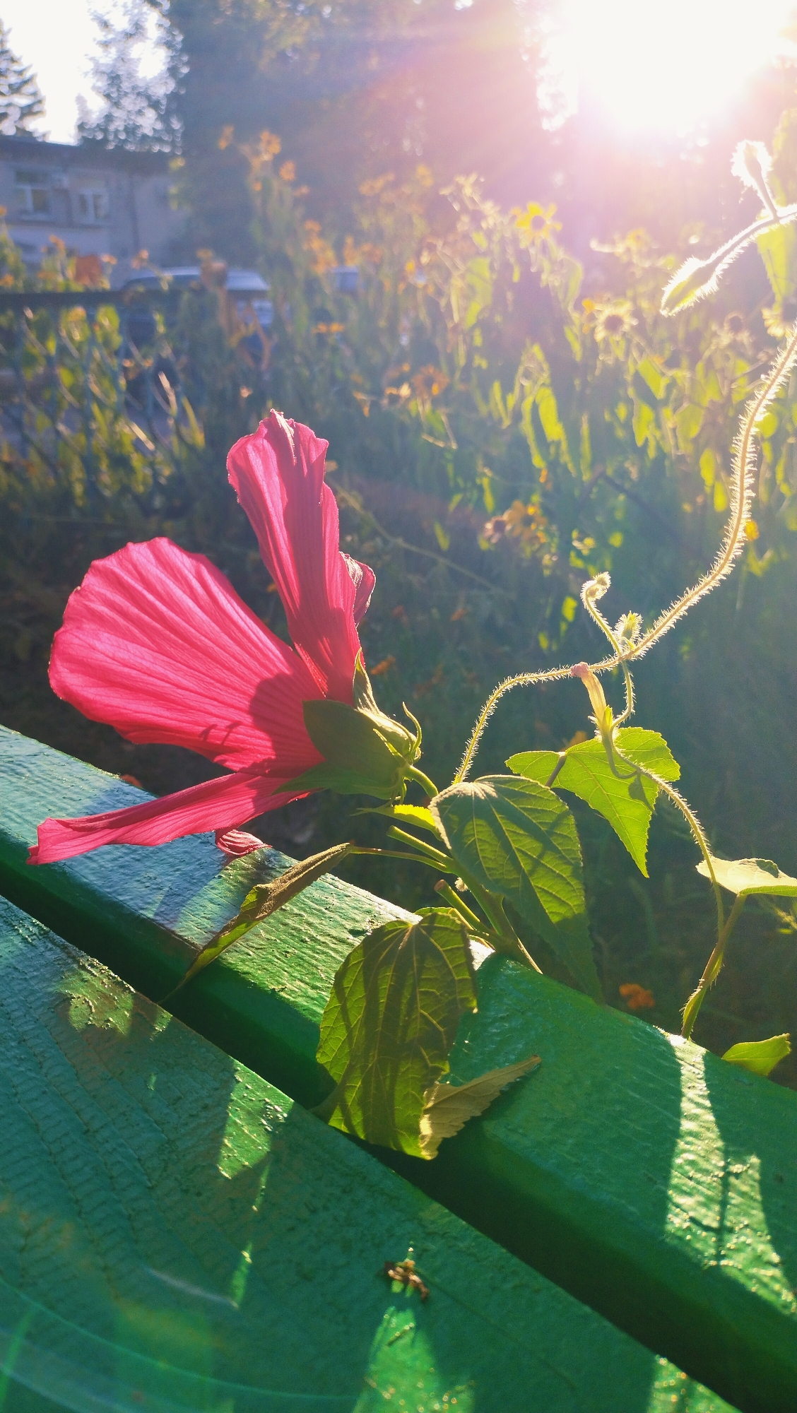 A bright pink hibiscus flower, backlit by the sun, is in sharp focus in the foreground of the image. The flower is positioned on the left side of the frame, with its petals unfurled and a stem curving towards the right. The flower and its leaves are resting on a green wooden bench. The bench's surface is rough and textured, with visible wood grain. Sunlight streams from the upper right corner of the image, creating lens flare and highlighting the delicate hairs on the plant's tendrils and leaves. In the background, a blurred scene of foliage, possibly a garden or park, is visible, with hints of yellow flowers and a building in the far distance. The overall impression is one of a bright, sunlit outdoor setting, possibly a park or garden area within the city of Horishni Plavni, Ukraine, given the context. There are no people or animals visible in the frame.