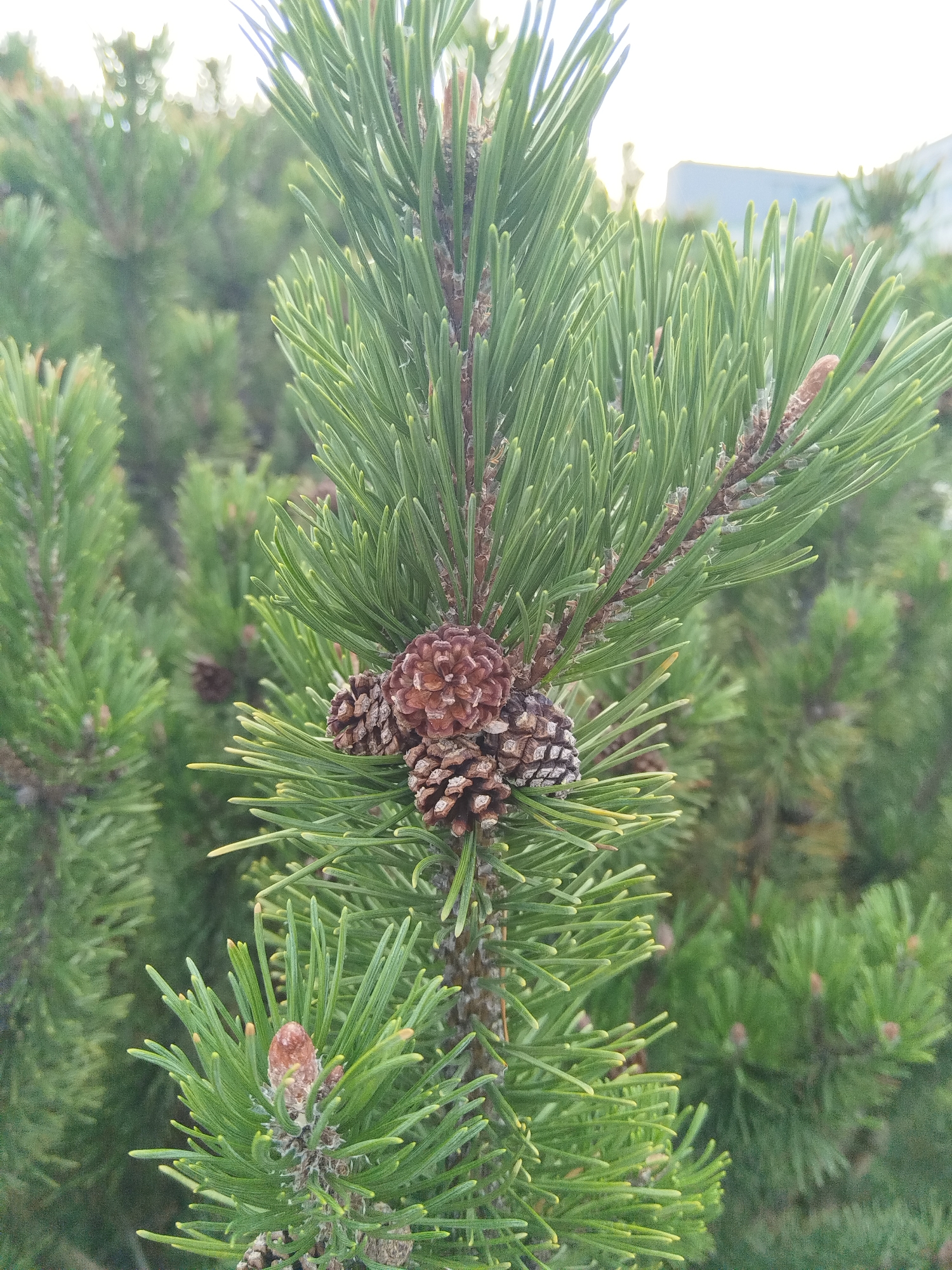 The image shows a close-up of a pine tree branch with several small pinecones attached. The needles are a vibrant green, and the pinecones are brown and textured. In the background, other pine trees are visible, creating a dense, green environment. The lighting suggests it is daytime, possibly overcast, as there are no strong shadows. In the far background, a blurred structure, possibly a building, is faintly visible. The scene appears to be in an outdoor setting, consistent with a park or garden. Without specific visual cues or context within the image itself, pinpointing a precise location within the city of Brest, Belarus, is not possible.