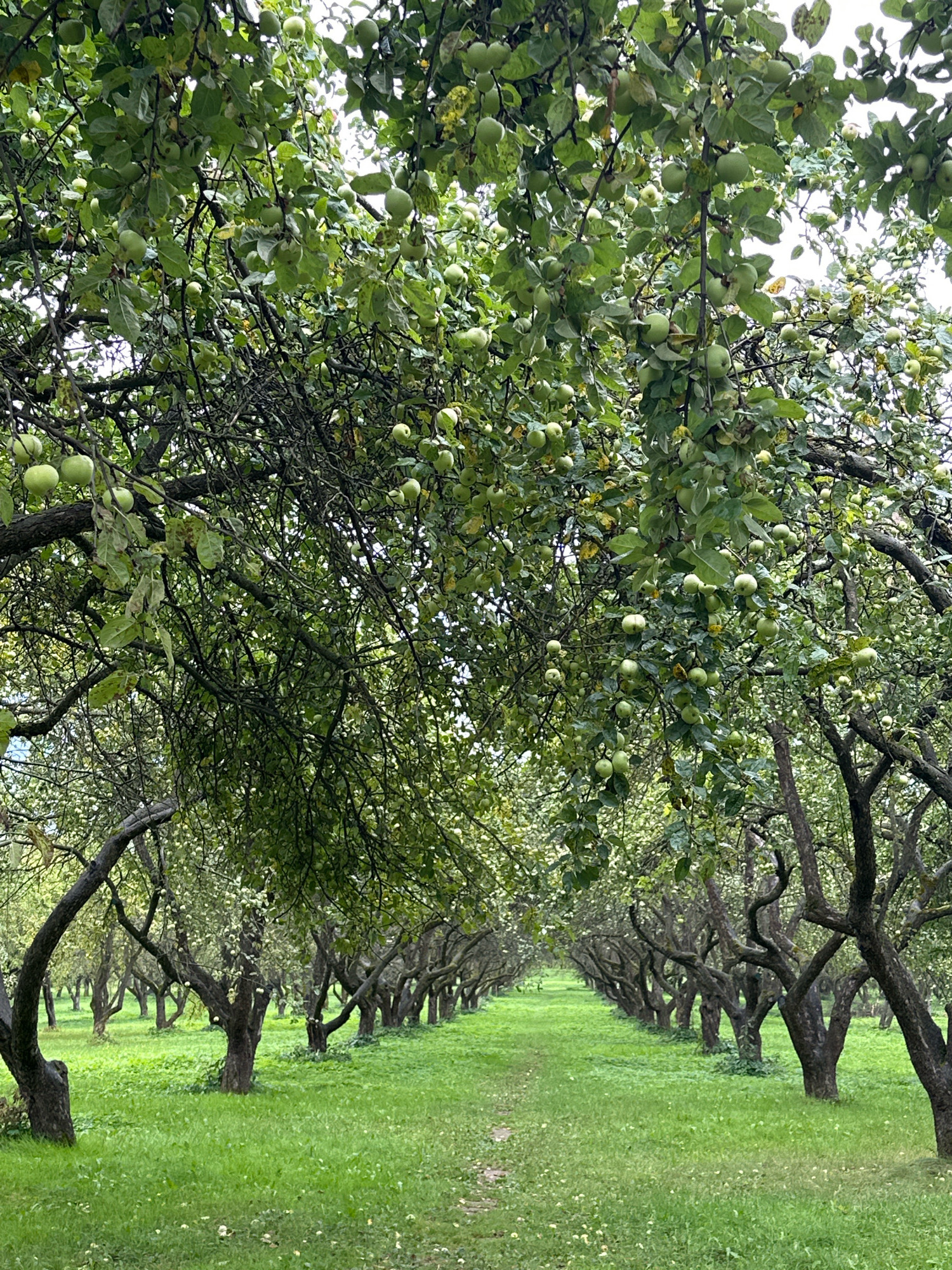 The image depicts an apple orchard in the city of Minsk, Belarus, likely during late summer or early autumn. The orchard features rows of mature apple trees with gnarled trunks and branches laden with green apples. The trees are pruned in a characteristic style, creating a natural archway effect over the grassy path. The ground is covered in lush green grass, with fallen leaves scattered throughout. The sky is overcast, casting a soft, diffused light over the scene. The composition emphasizes the symmetry of the orchard, with the rows of trees receding into the distance, creating a sense of depth and tranquility. There are no people visible in the image.