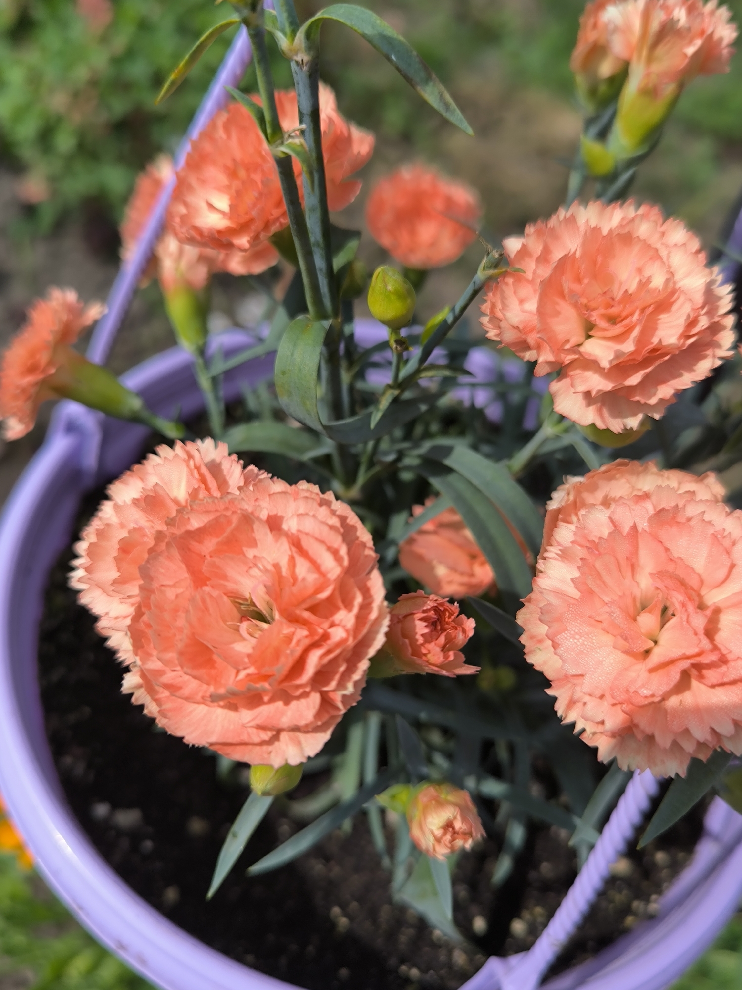A close-up shot captures a cluster of vibrant, peach-colored carnations blooming in a purple pot. The flowers, with their ruffled petals, are the main focus, some fully open, others just beginning to unfurl. Dark green leaves and a few green buds surround the blossoms. The pot sits on dark soil, with a hint of green foliage visible in the blurred background. The scene appears to be outdoors, possibly in a garden or on a patio, under natural lighting. The location is Maiskii, Russia.