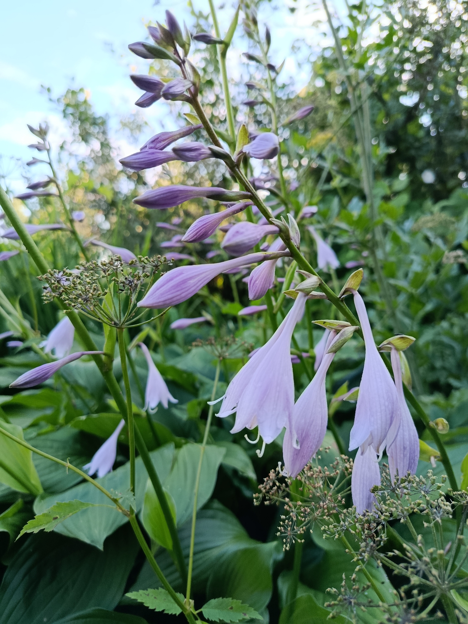 The image shows a close-up of hosta flowers in a garden. The hosta flowers are light purple and bell-shaped, with some buds still closed. The leaves of the hosta plant are large and green. In the background, there is lush green foliage and a light blue sky with some clouds. The scene appears to be a natural outdoor setting, likely a garden. There are no people or animals visible in the image. The photograph is taken from a low angle, looking up at the flowers. The lighting suggests it is daytime, possibly late afternoon due to the soft light and diffused shadows. The specific location in the city of Верея, Russia, is not discernible from the image itself, but the presence of hosta plants and temperate foliage suggests a garden in a region with a similar climate.