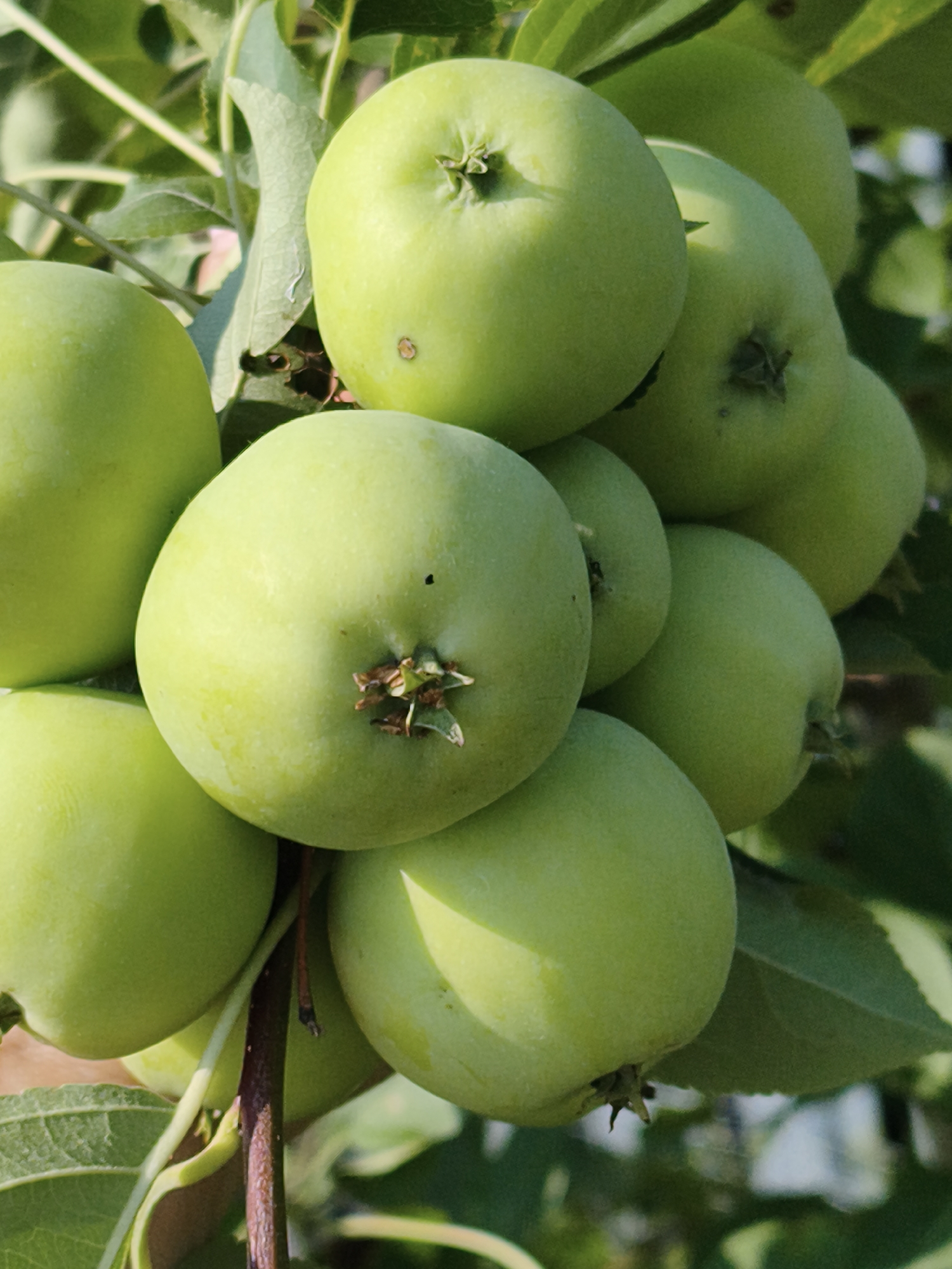 A cluster of unripe, green apples hangs from a branch in the sunlight, with leaves and other apples in the background. The apples vary slightly in size and shape, and some have small blemishes or dark spots. The overall impression is of a natural scene, likely a garden or orchard, given the presence of fruit on a tree. There is no indication of any urban environment or the city of Chaikovsky, Russia, in this image.