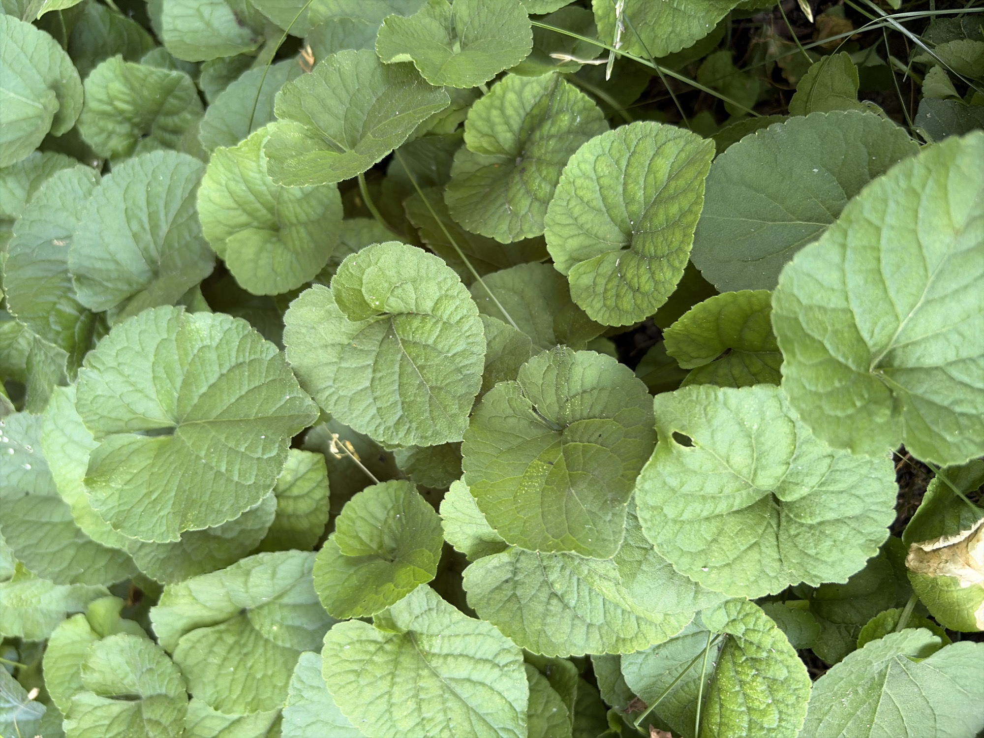 This is a close-up, overhead, eye-level shot of a dense patch of green leaves, likely on the ground, in Oxentea, Moldova. The leaves are heart-shaped and broadly ovate, with prominent venation and slightly scalloped edges. They are a vibrant green, with some variation in shade and texture, suggesting they are from a single type of plant, possibly a ground cover or low-lying weed. The lighting is even, and there is a slight sheen on some of the leaves, indicating they may be slightly moist. The background is dark and out of focus, with hints of other vegetation and soil. No people, animals, or man-made objects are visible.