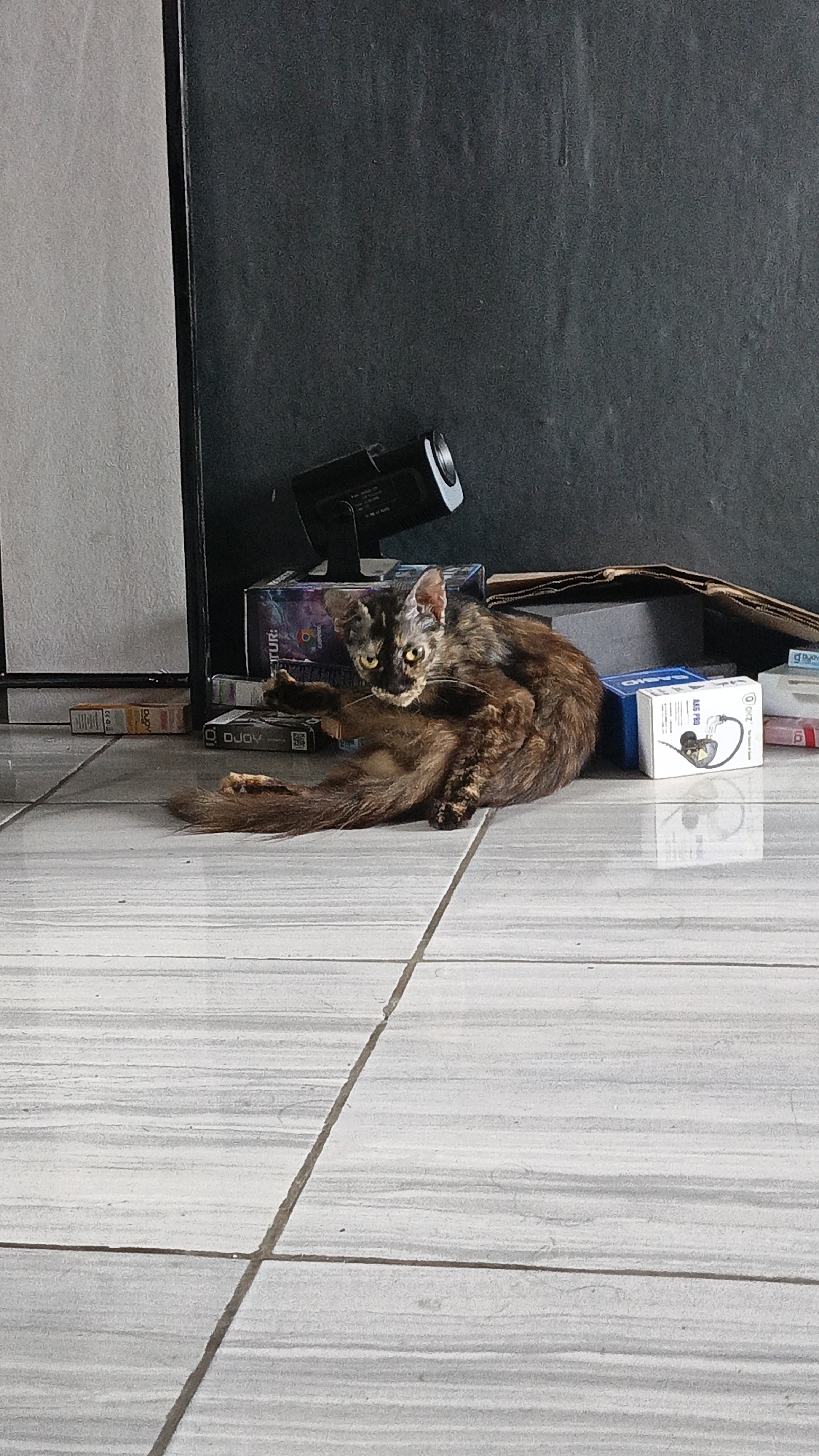 In Tigaraksa, Indonesia, a long-haired tortoiseshell cat is resting on a tiled floor. The cat is positioned in the center of the frame, with its body curled to the right and its head turned towards the viewer. Its fur exhibits a mix of brown, black, and golden hues, and its eyes are a striking yellow. The cat appears relaxed, with one hind leg extended and its tail resting on the floor.
Behind the cat, several objects are visible. These include a black lighting fixture mounted on a stand, and various boxes, some of which appear to be electronic devices or packaging. The background is a dark, textured wall. The floor is made of light-colored tiles with dark grout lines, creating a grid pattern. The lighting in the scene is somewhat dim, casting soft shadows. The overall impression is of a domestic setting, possibly an indoor area within a home or building.