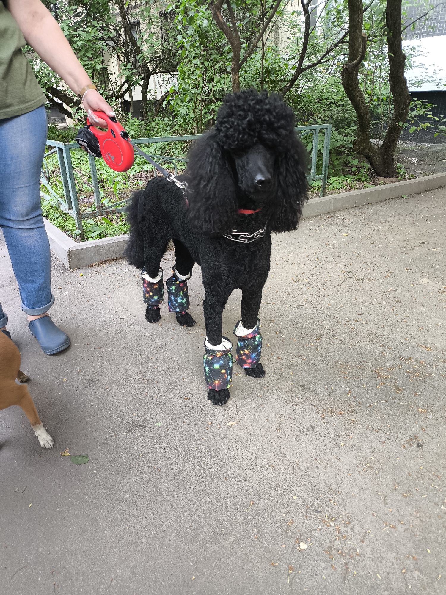 A medium shot depicts a black standard poodle standing on asphalt in an outdoor environment. The dog is adorned with four protective booties that feature a white top and a pattern of colored lights on a dark background. The poodle is on a leash, held by a person whose legs and left arm are visible on the left side of the frame. This person is wearing blue jeans, a green t-shirt, and dark blue shoes. The leash is attached to a red retractable handle. A second dog, brown and white, is partially visible in the lower left corner of the image. The background consists of a low, green fence, trees, and a building.