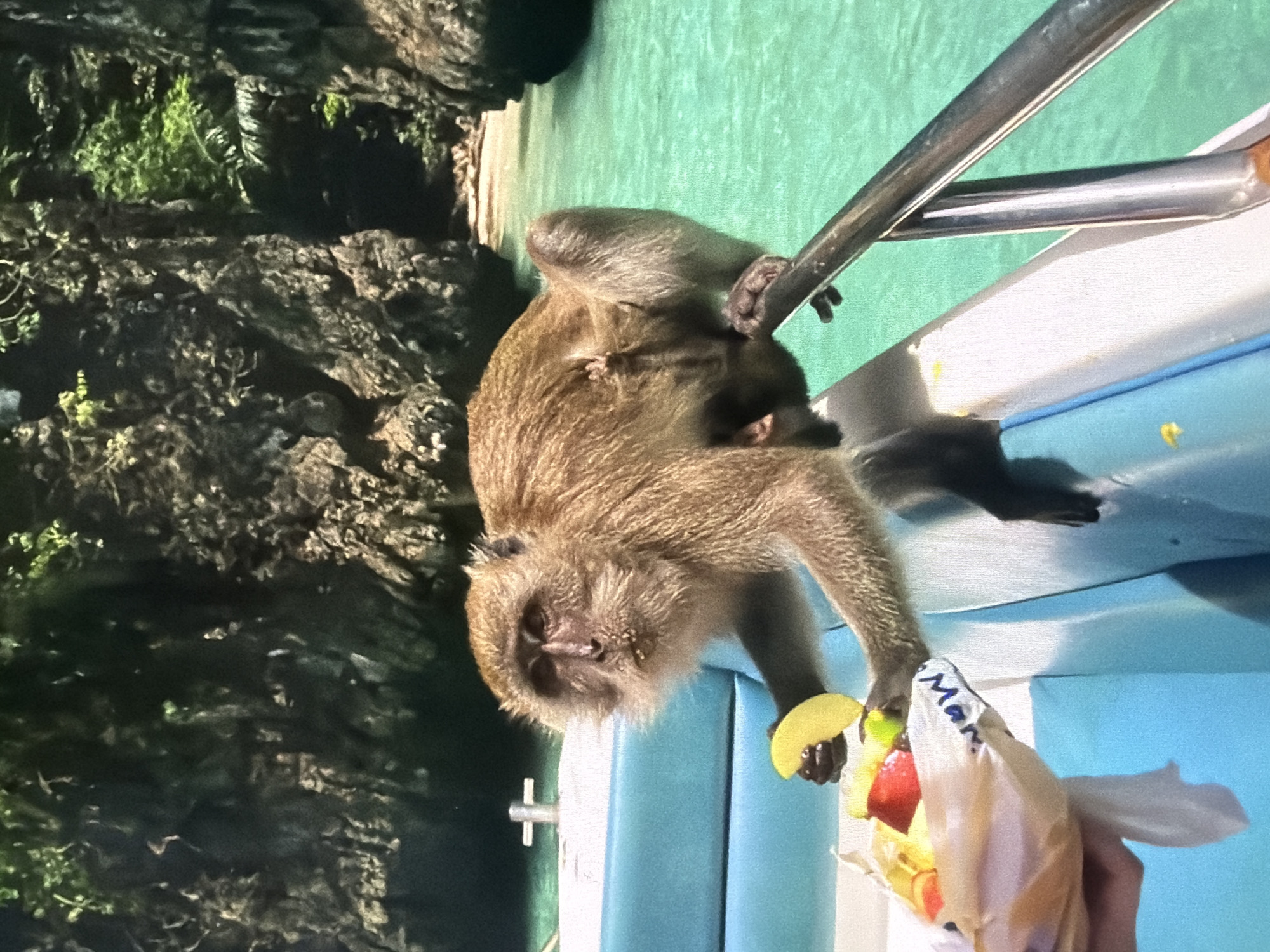 An adult monkey, with a smaller baby monkey clinging to its back, is perched on the edge of a boat. The adult monkey leans forward, supported by a metal railing, reaching out with its paw towards a human hand holding a plastic bag of fruit. It is actively holding a slice of yellow fruit, possibly a banana or mango, while a red fruit piece is also visible within the bag. The plastic bag has the partial text "Mar." printed on it.
The boat features light blue and white surfaces. In the background, beyond the turquoise-green water, dark, rocky cliffs are visible, covered with lush green foliage, indicating a tropical or coastal setting. The scene takes place during the day under bright lighting conditions. The activity captured is the feeding of monkeys from a boat, likely a common occurrence in such tourist destinations.
