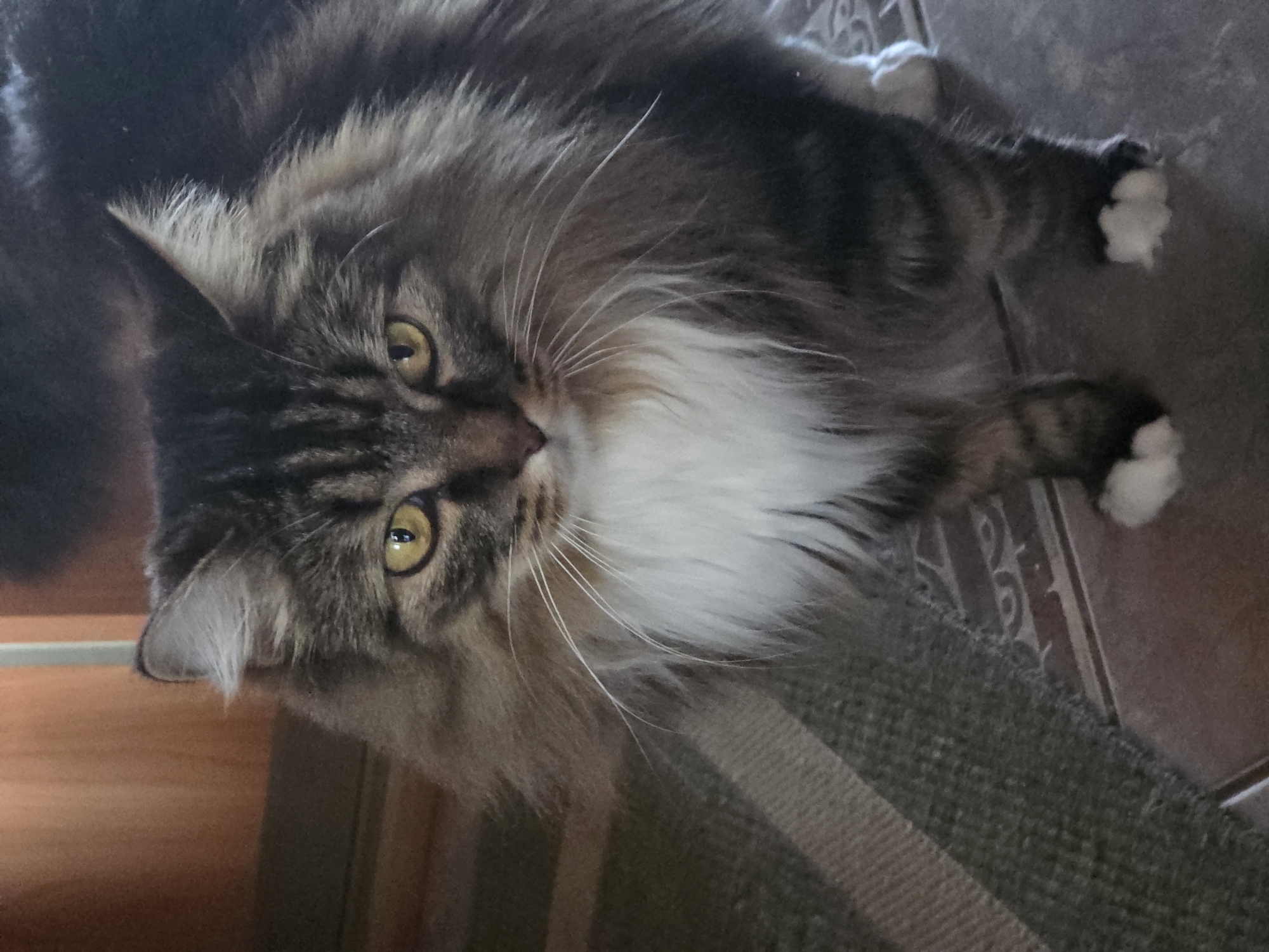 This image shows a close-up of a long-haired tabby cat with yellow eyes and a white bib. The cat is standing on a tiled floor next to a striped rug. The background appears to be a wooden wall. The image does not contain any information that would allow for its location in Omsk, Russia, or any other specific city.