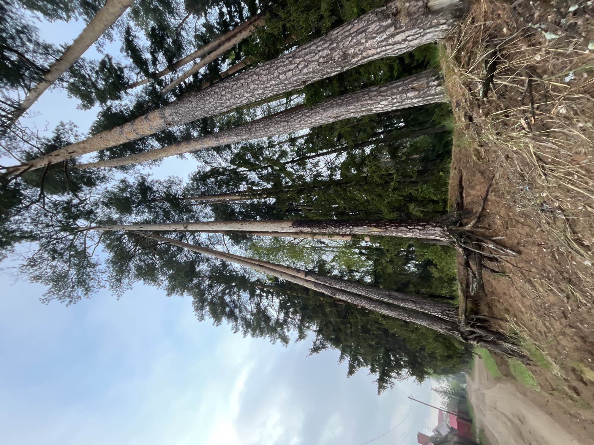 The image depicts a view looking up at tall trees lining a dirt road. The trees are slender with textured bark and dense green foliage at the top. Roots of some trees are visible at the edge of a small embankment. The sky is overcast with light blue and grey clouds. A road with a small structure is visible in the distance. The scene seems to be located in the outskirts of Chaikovsky, Russia, as indicated by the surrounding nature and simple structure in the background.