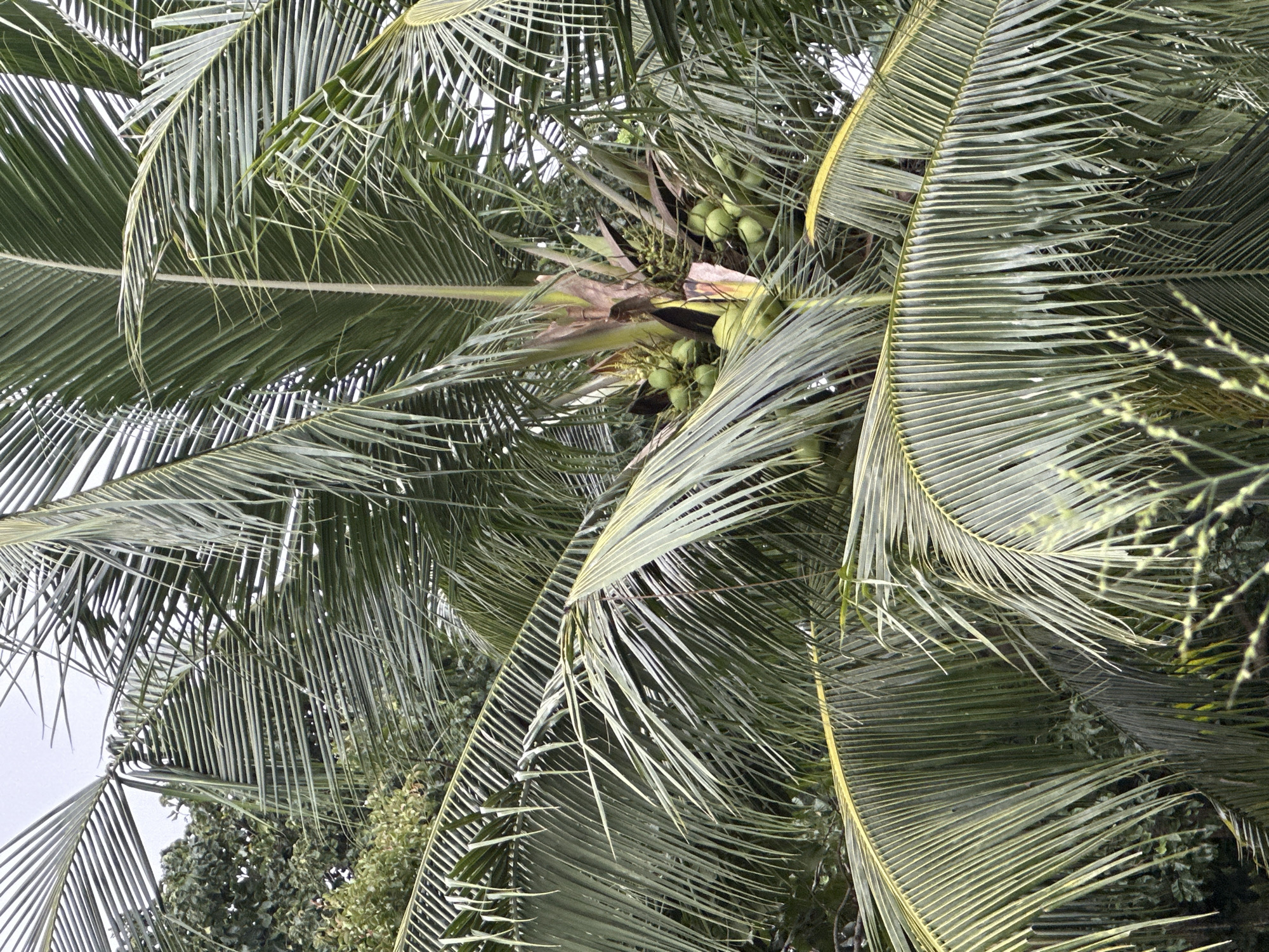 This media file is a close-up, vertical-orientation photograph of a coconut palm tree. The focus is on the fronds and developing coconuts. The fronds are a deep green, with some lighter green highlights, and appear dense and lush. They are angled in various directions, creating a layered effect. In the upper-central portion of the image, several clusters of young, green coconuts are visible, some hanging in bunches. The background consists of more greenery, suggesting a tropical setting. The lighting suggests it is daytime, possibly overcast given the diffused light. The overall impression is one of abundant natural growth, typical of a tropical environment like Rawai, Thailand. There is no visible text in the image.