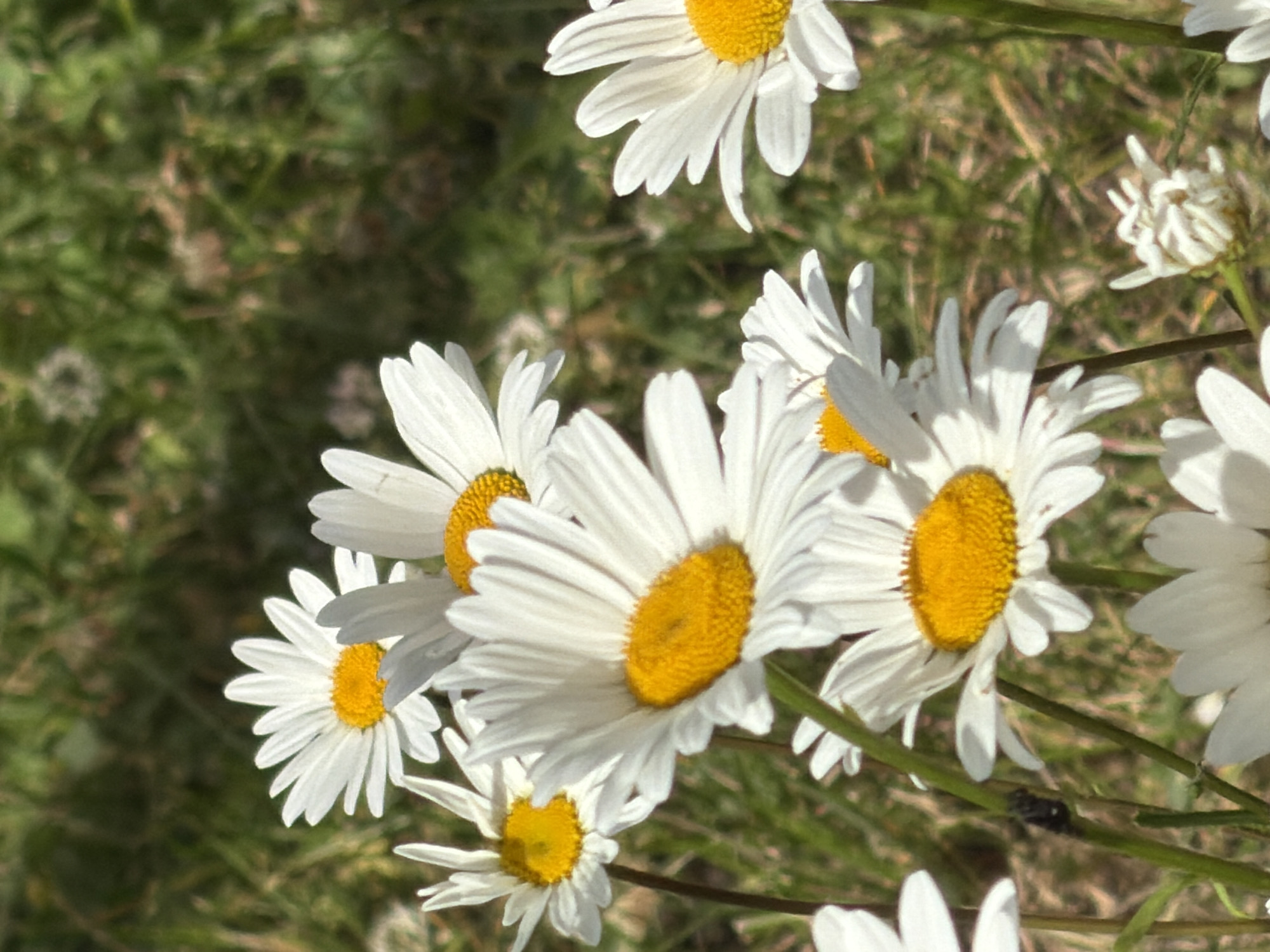 This is a close-up, eye-level shot of several white daisies with yellow centers, arranged in a cluster. The daisies are the primary subjects, with some in focus and others slightly blurred, creating a shallow depth of field. The background consists of green grass and some dried blades of grass, suggesting an outdoor setting. The lighting indicates it is daytime, likely sunny, with the light casting shadows and highlighting the textures of the petals and the fuzzy center of the flowers. There are no people visible in the image. The scene appears to be a meadow or garden. One small, dark insect is visible on a green stem towards the bottom right of the frame. There is no visible text in the image. The overall mood is serene and natural.