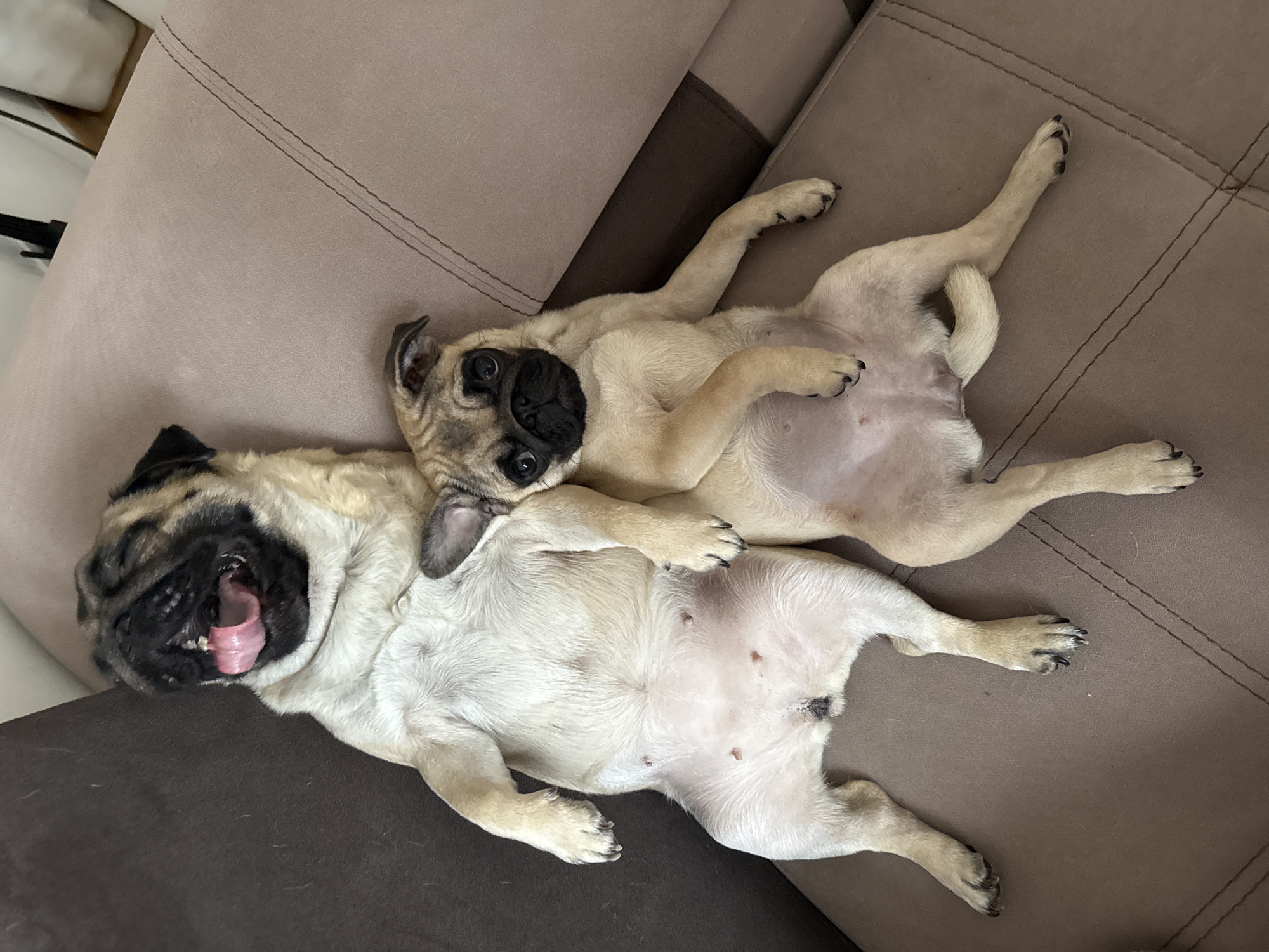 Two light-colored pugs are lying on a brown couch. The pug on the left is older, with its mouth open and tongue sticking out. The pug on the right is younger and looking at the camera. They are lying belly-up.